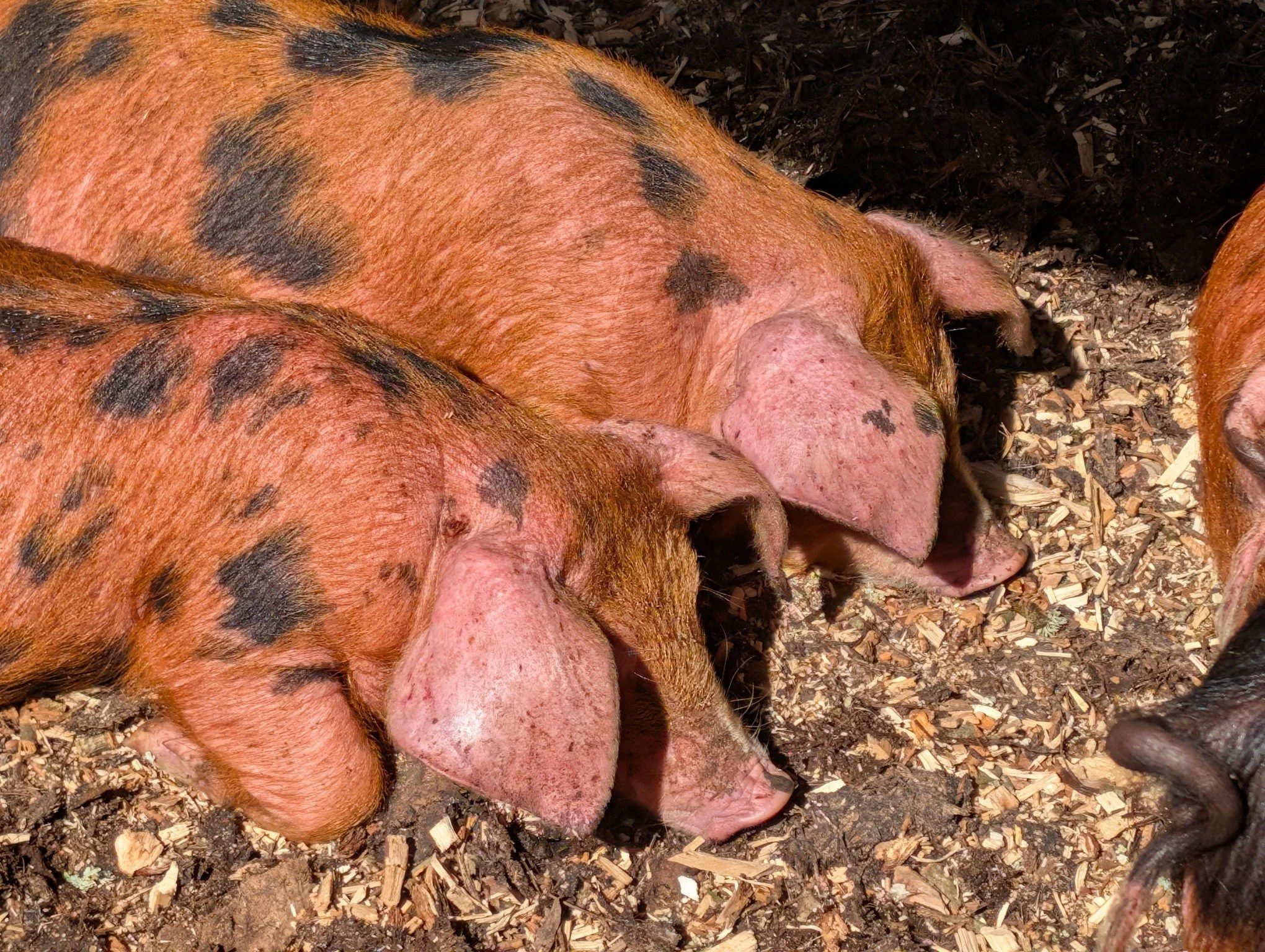 Stoooop&hellip; we can&rsquo;t cope 🐷🖤

Those spots. Those ears. That level of cuteness is completely unacceptable 😭