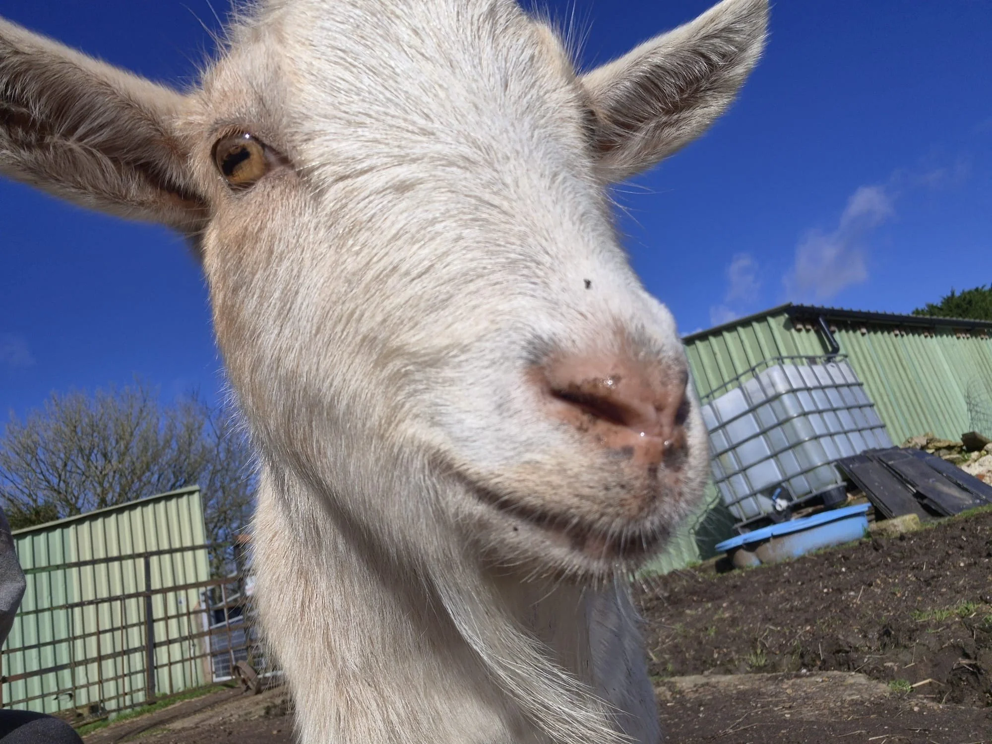 Tomorrow is the one we have all been waiting for&hellip; 🐷🐐🐴

Our Family &amp; Animal Showcase Day is here and it is shaping up to be a brilliant day on the farm. Fresh air, animals, stalls, and plenty to keep little (and big) ones entertained.

H