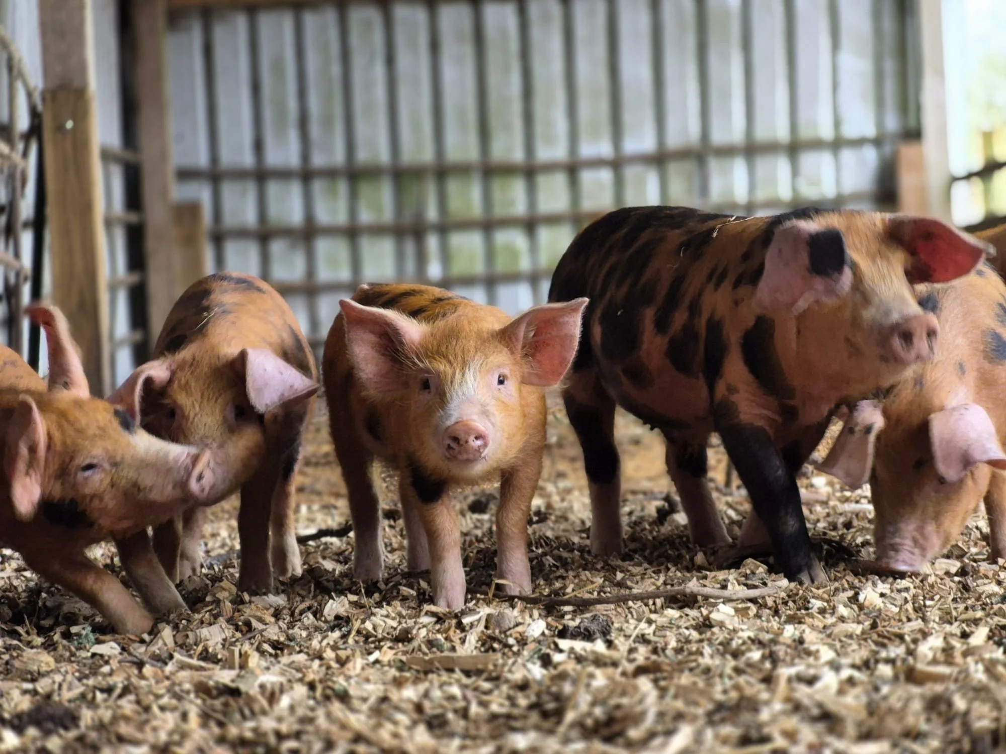 🐷🐽🐷Oi you&hellip; yes YOU 👀

We&rsquo;re the new stars of the farm (obviously)&hellip; and we&rsquo;ll be expecting visitors this Saturday.
Scratches welcome. Compliments encouraged. Paparazzi? Absolutely fine.

BUT&hellip; if you really want to 
