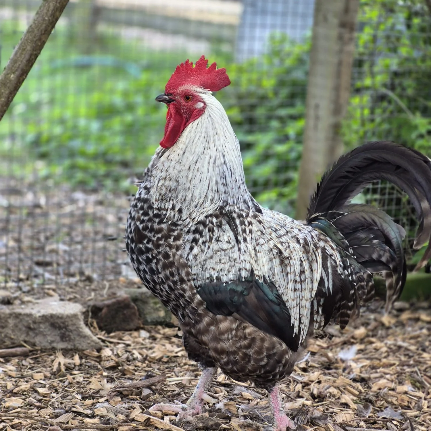 Wow, what a day! 🌳✨ Our contribution to the New Forest Awakening Festival finale was an absolute massive success yesterday!

A huge thank you to every single family, walker, and local regular who came down for our Family &amp; Animals Day. Our goal 