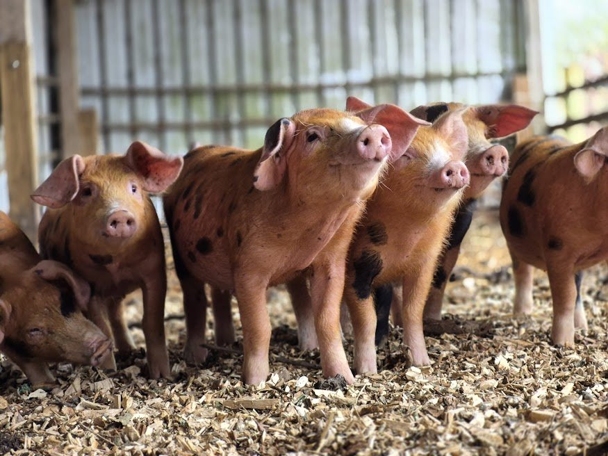 What a Week at Hockey’s Farm Shop – Piglets, People &amp; the Start of Easter