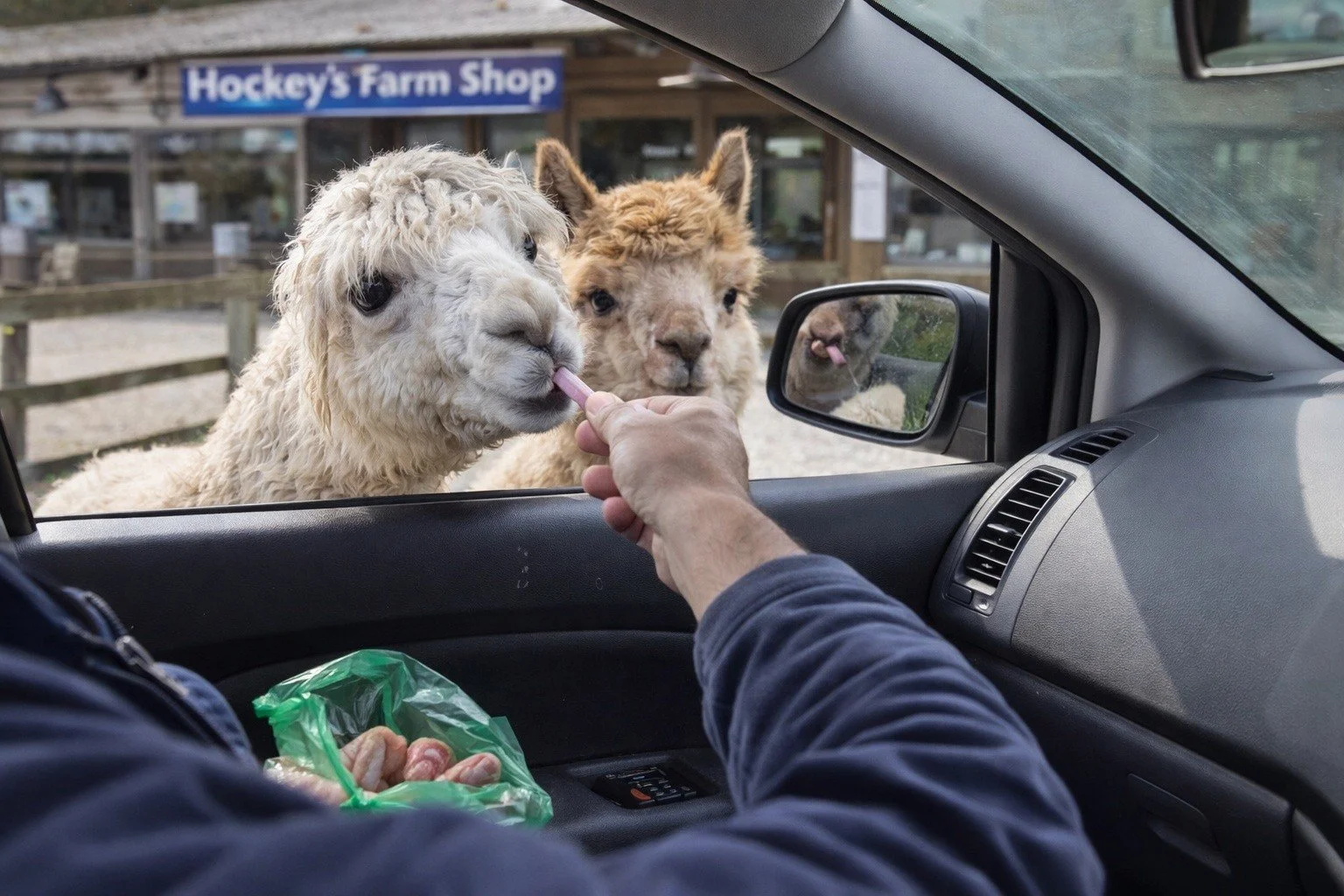 We&rsquo;ve listened&hellip; and we&rsquo;re launching something brand new 🚗🦙

Introducing our Drive-Thru Alpaca Experience.
No need to get out the car &mdash; just roll down your window and meet the alpacas from the comfort of your seat.

Perfect 