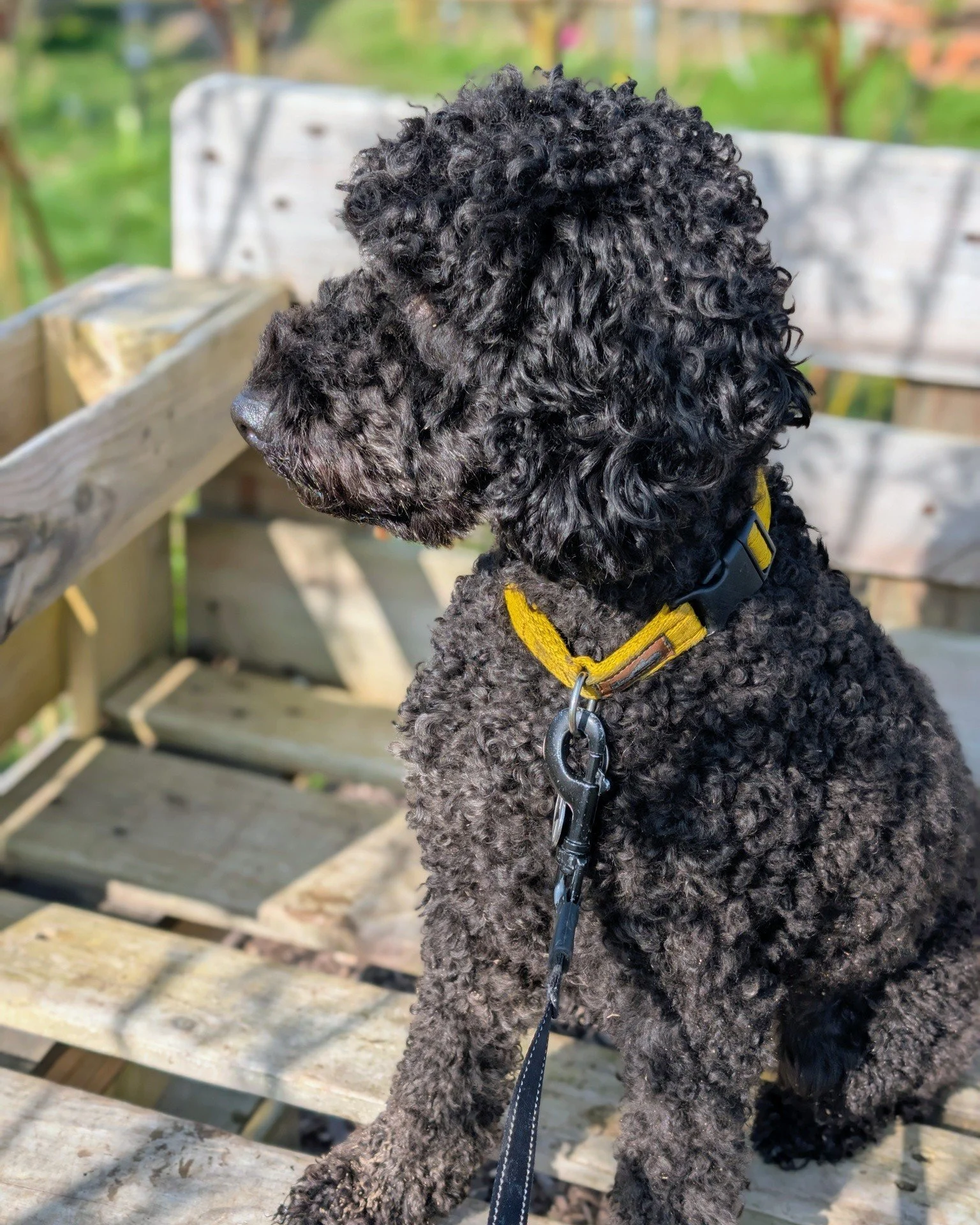 Dogs at Hockey&rsquo;s? Always welcome 🐾

We all love a four-legged visitor&hellip; muddy paws, waggy tails and all 🐶

They&rsquo;re welcome across the farm,  just keep them on a lead so everyone (animals and humans!) stays happy. The only place th