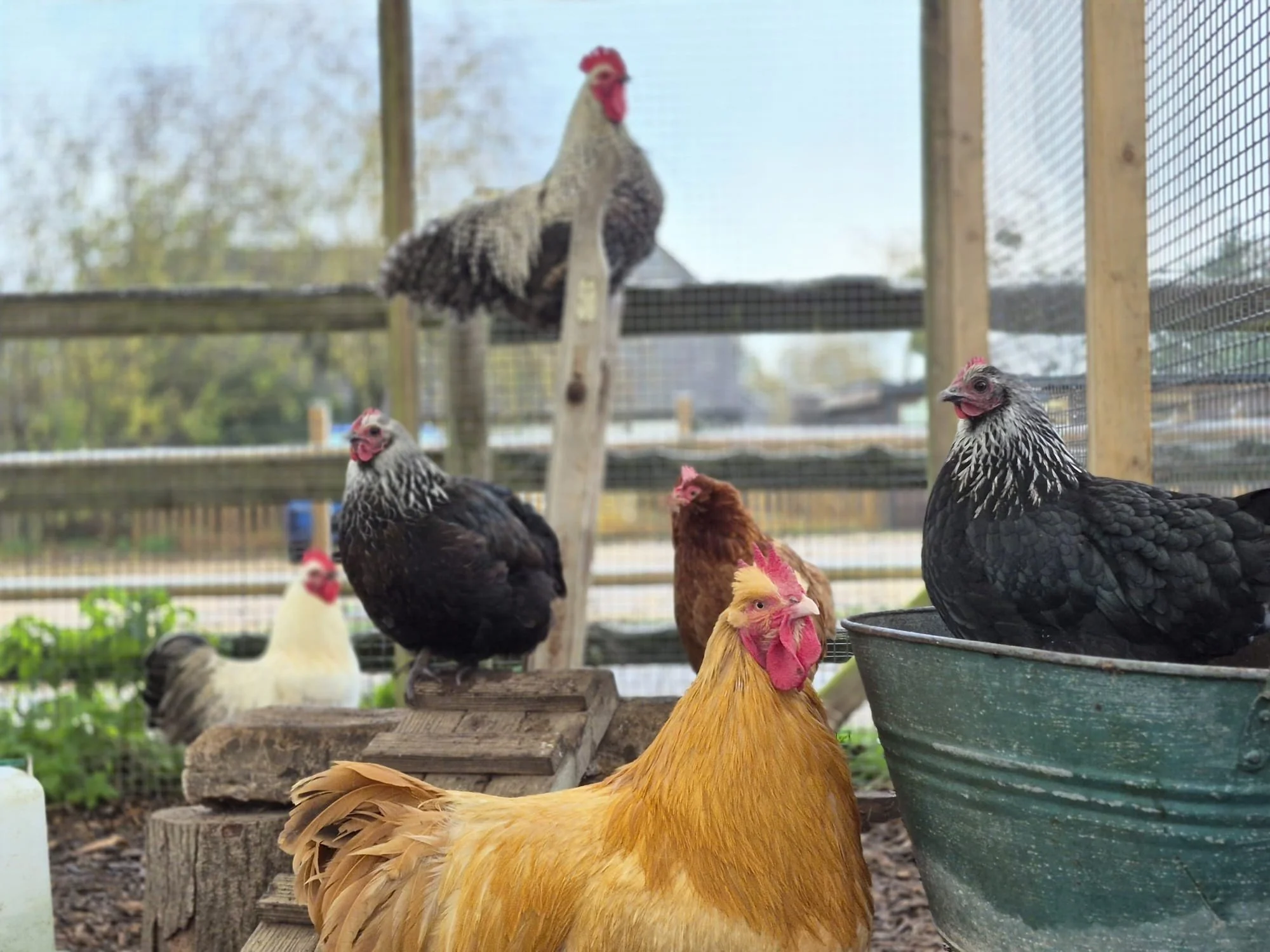 This little group&hellip; 🐔🙋&zwj;♀️

Hands up who&rsquo;s been completely held up because these lot have decided this exact spot is where they&rsquo;re staying&hellip; and moving is very much not on the agenda? 😅

No rushing past, no squeezing thr