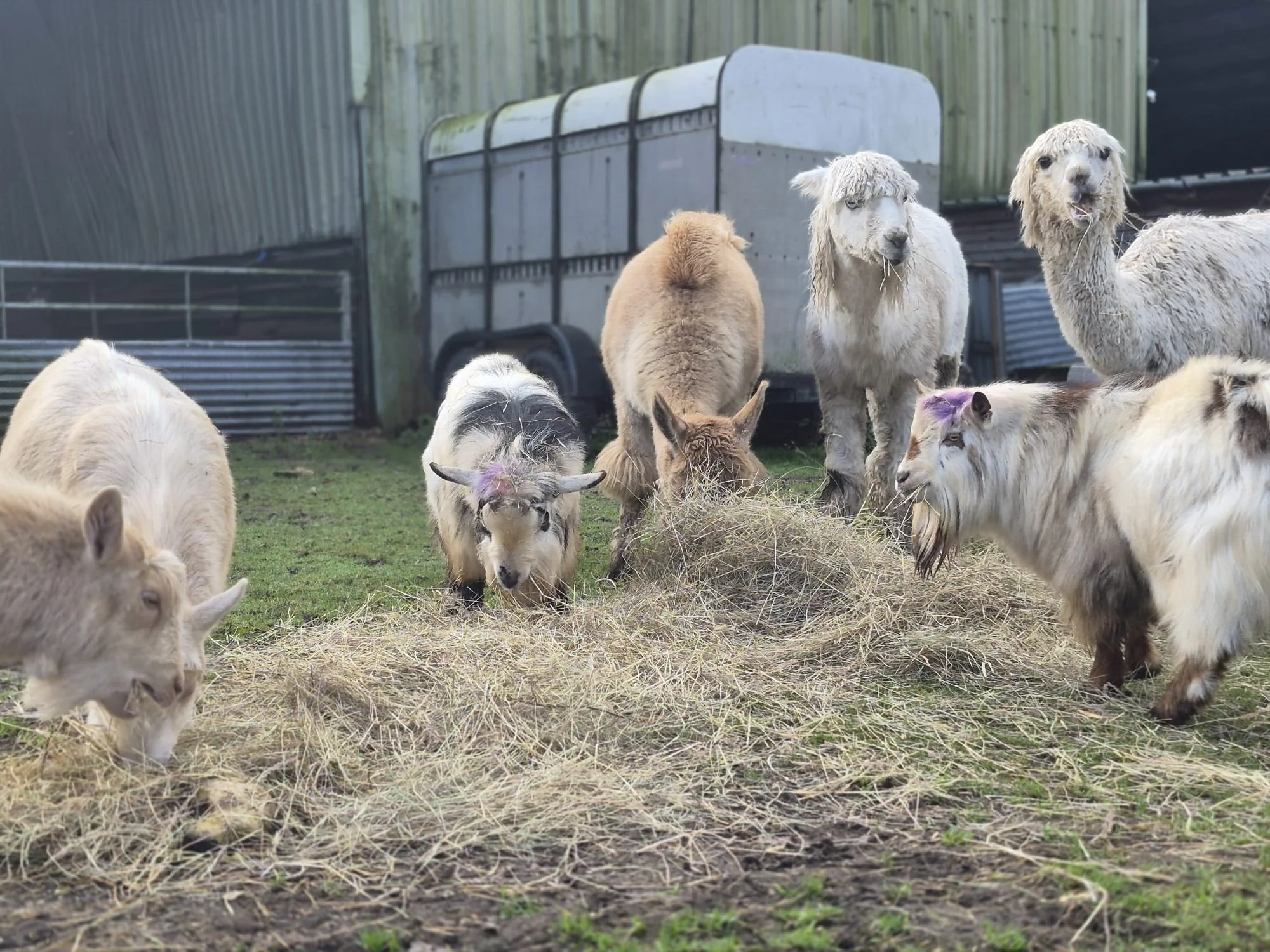 The faces when you realise it&rsquo;s the last day of the holidays&hellip; 😐😶😑

Some are still in denial&hellip;
Some are already mentally packing school bags&hellip;
And one or two have just accepted their fate and gone straight to snacks 🫠

Sou
