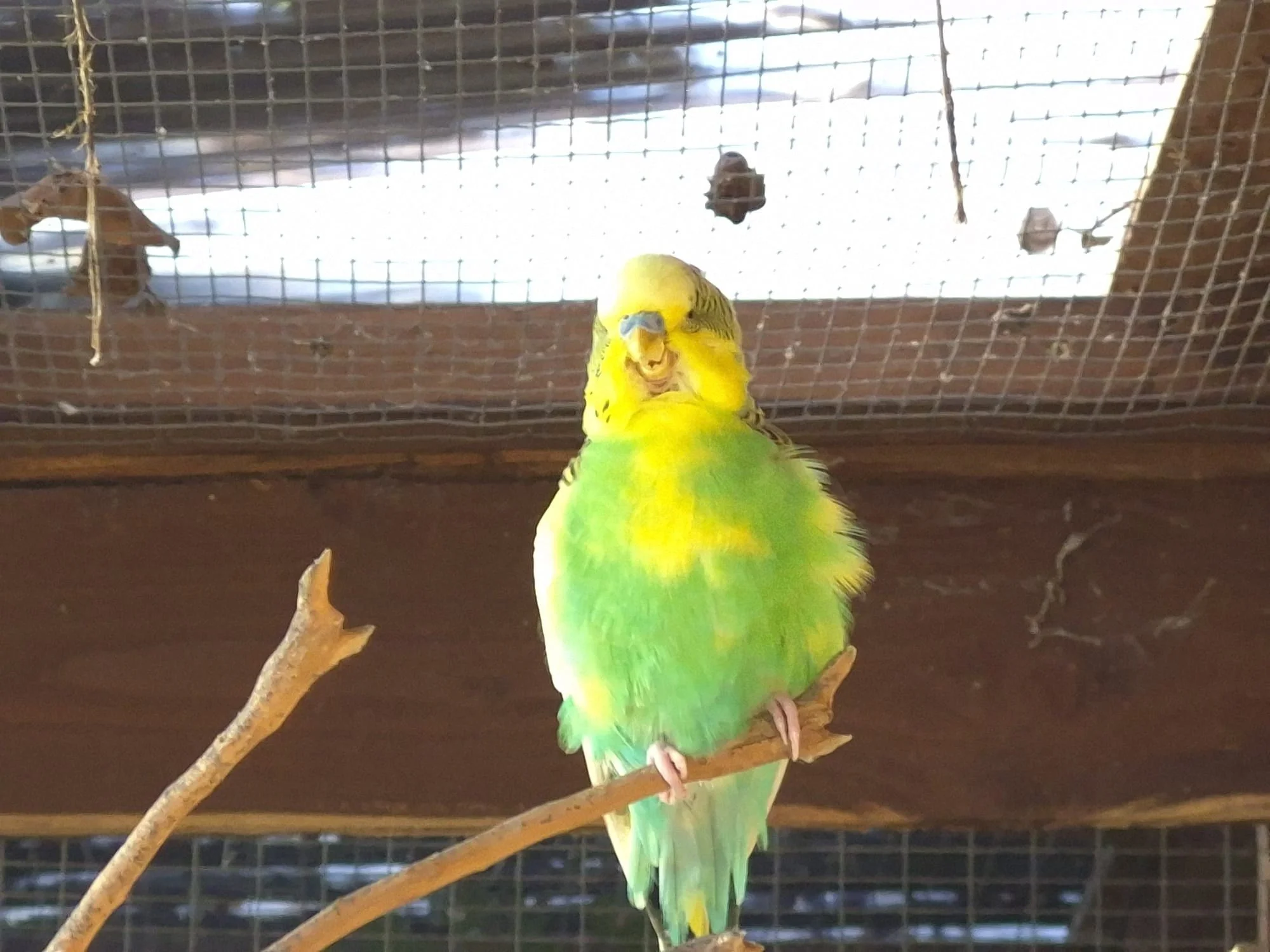 Meet some of the chattiest residents at Hockey&rsquo;s&hellip; 🐦💚

Our aviary crew are always up to something,
full of personality, a little bit curious, and never shy when it comes to saying hello.

From the bright and beautiful to the slightly &l