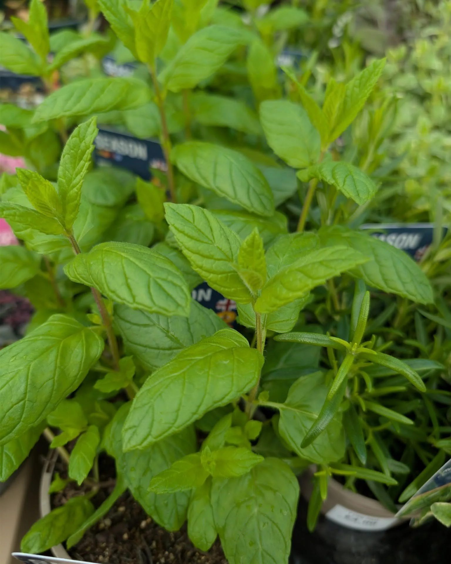 Fresh, fragrant and full of flavour&hellip; 🌿

Our beautiful potted herbs from Blue Sky Plants &amp; Gifts are looking very good right now, just outside the Farmyard cafe.

Think mint, rosemary, thyme, basil&hellip; all ready to take home and bring 