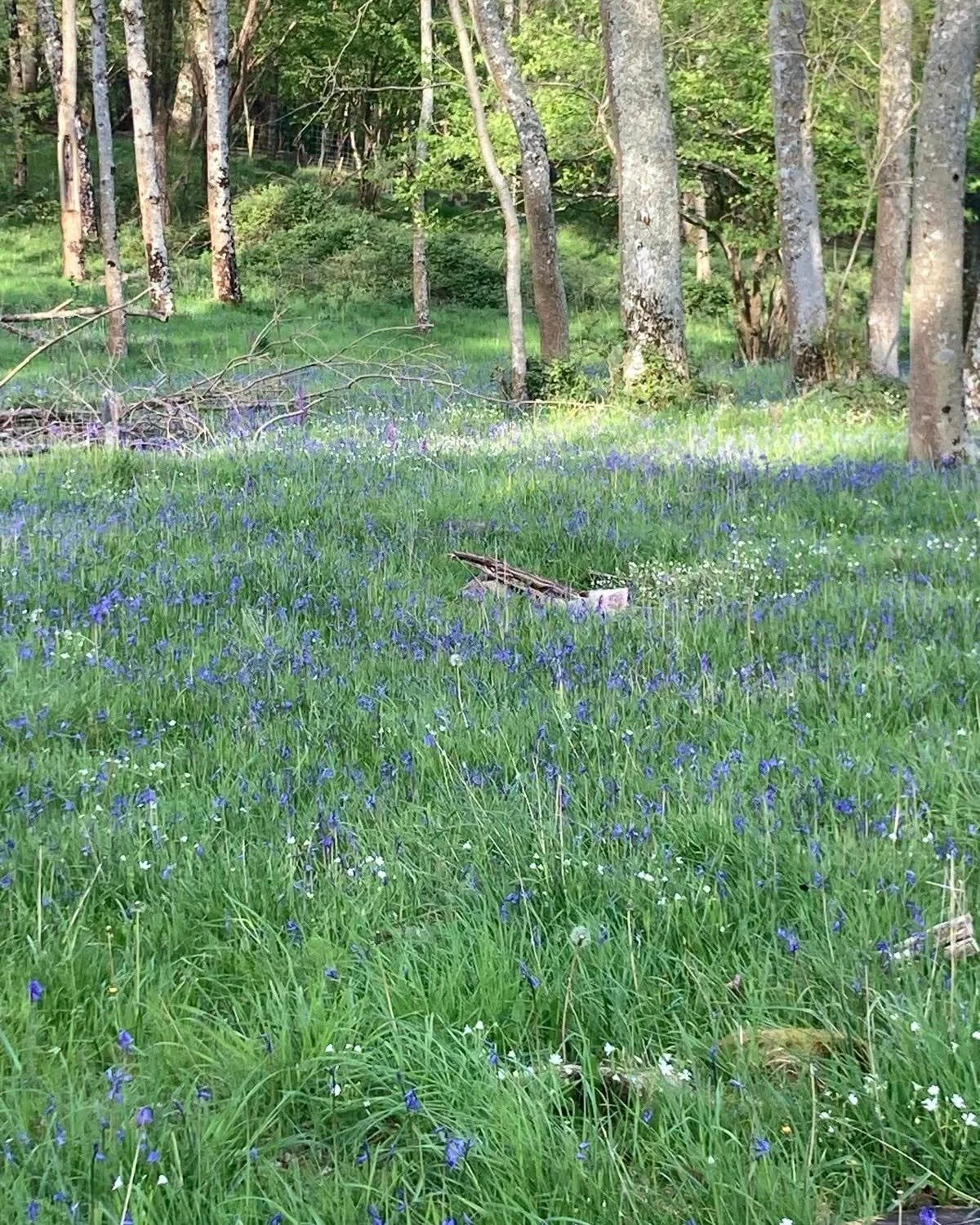 From tomorrow, we&rsquo;re opening up Cuckoo Copse for you to enjoy 💙

For a short time only, you can wander through and take in one of the New Forest&rsquo;s most magical sights&hellip; a carpet of incredible bluebells, right here on the farm.

It&