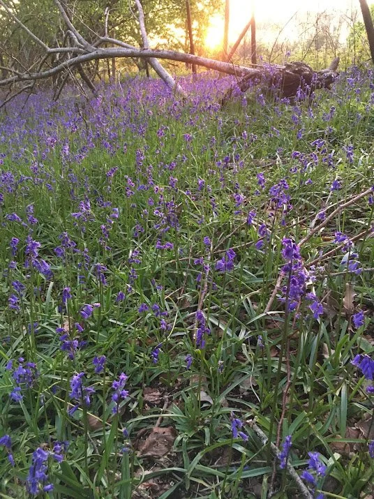 Bluebells, BBQs &amp; the Best of the New Forest: Spring Has Arrived at Hockey’s Farm Shop