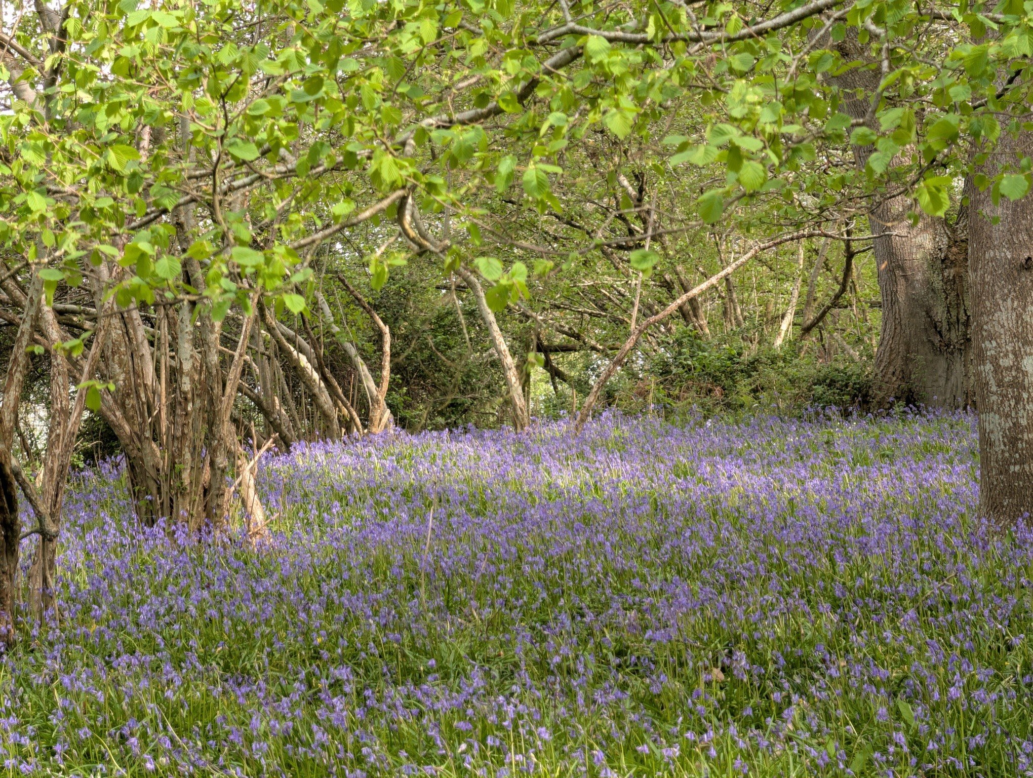 The bluebells have arrived&hellip; and they are absolutely breathtaking 💜

From today, our beautiful Cuckoo Copse is open for you to wander through carpets of bluebells and soak up a little peace and quiet in nature. It&rsquo;s one of those truly sp