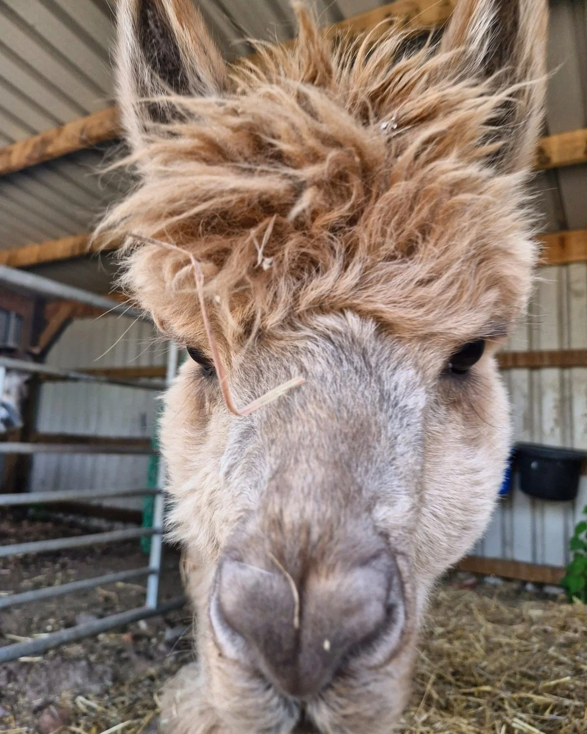 It&rsquo;s Sunday Selfie time at Hockey&rsquo;s Farm 📸🐐🐷

We know lots of you have brilliant photos with our animals, so let&rsquo;s see them! Pop your favourite Hockey&rsquo;s animal selfies in the comments &mdash; whether it&rsquo;s the goats ca