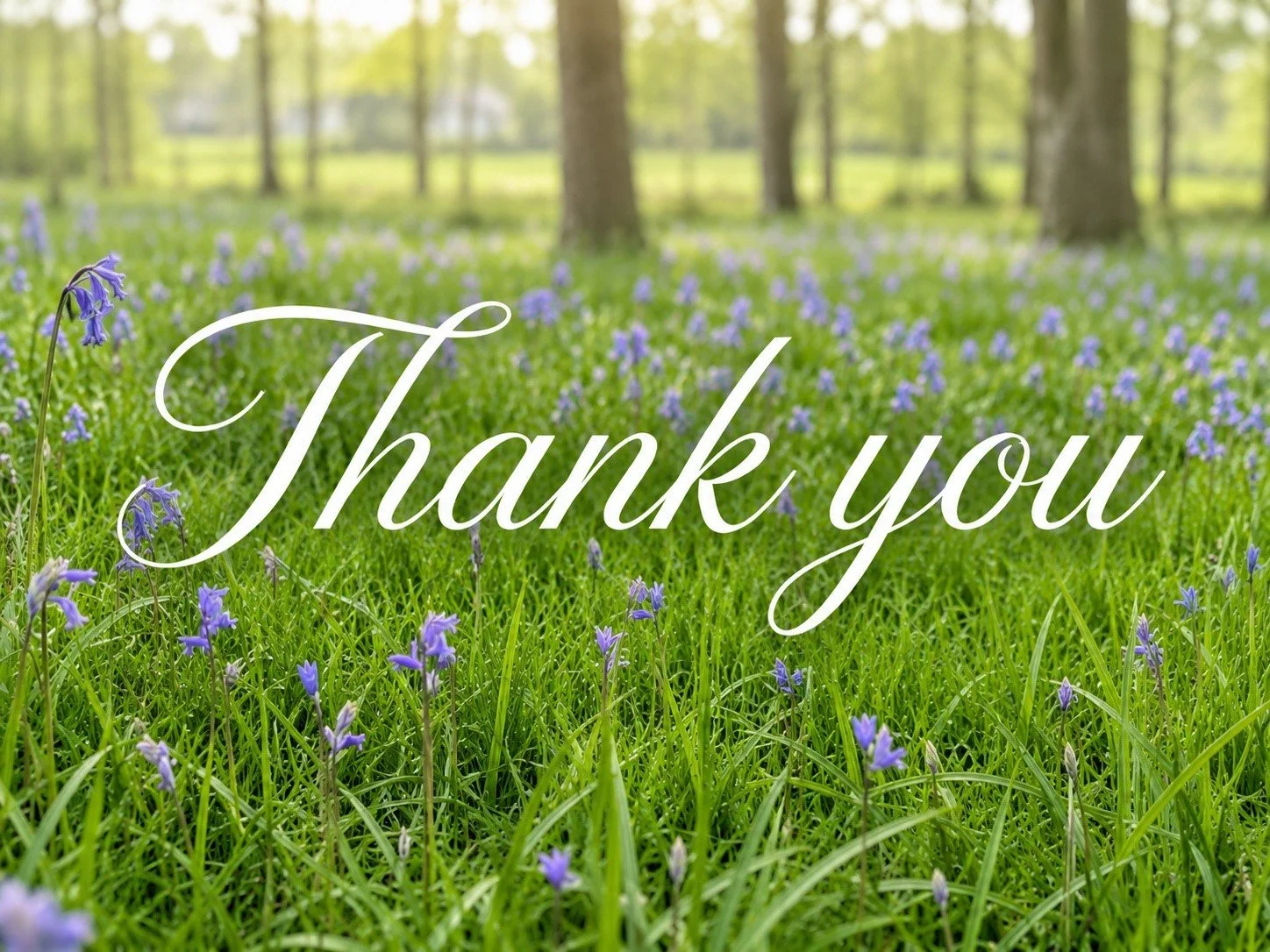 A huge thank you to everybody who visited the beautiful Cuckoo Copse bluebells and kindly donated over the past few weeks. 

We&rsquo;re so happy to share that together we raised &pound;225 for Poppy&rsquo;s Pals Rescue in Wimborne, a wonderful local