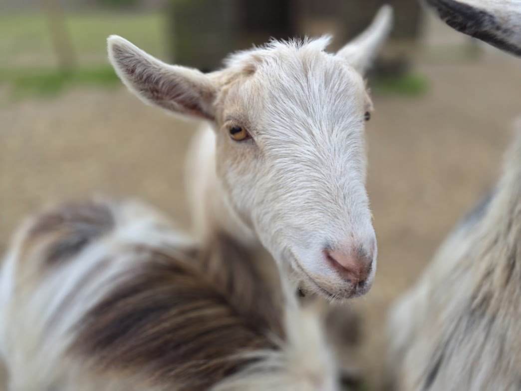 Half  Term at Hockey's Farm!