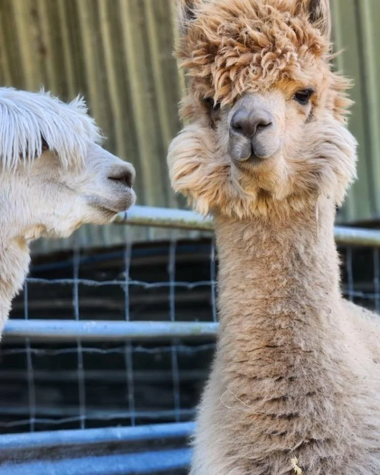 Look out chaps it&rsquo;s haircuts all pound  this lunchtime 😉