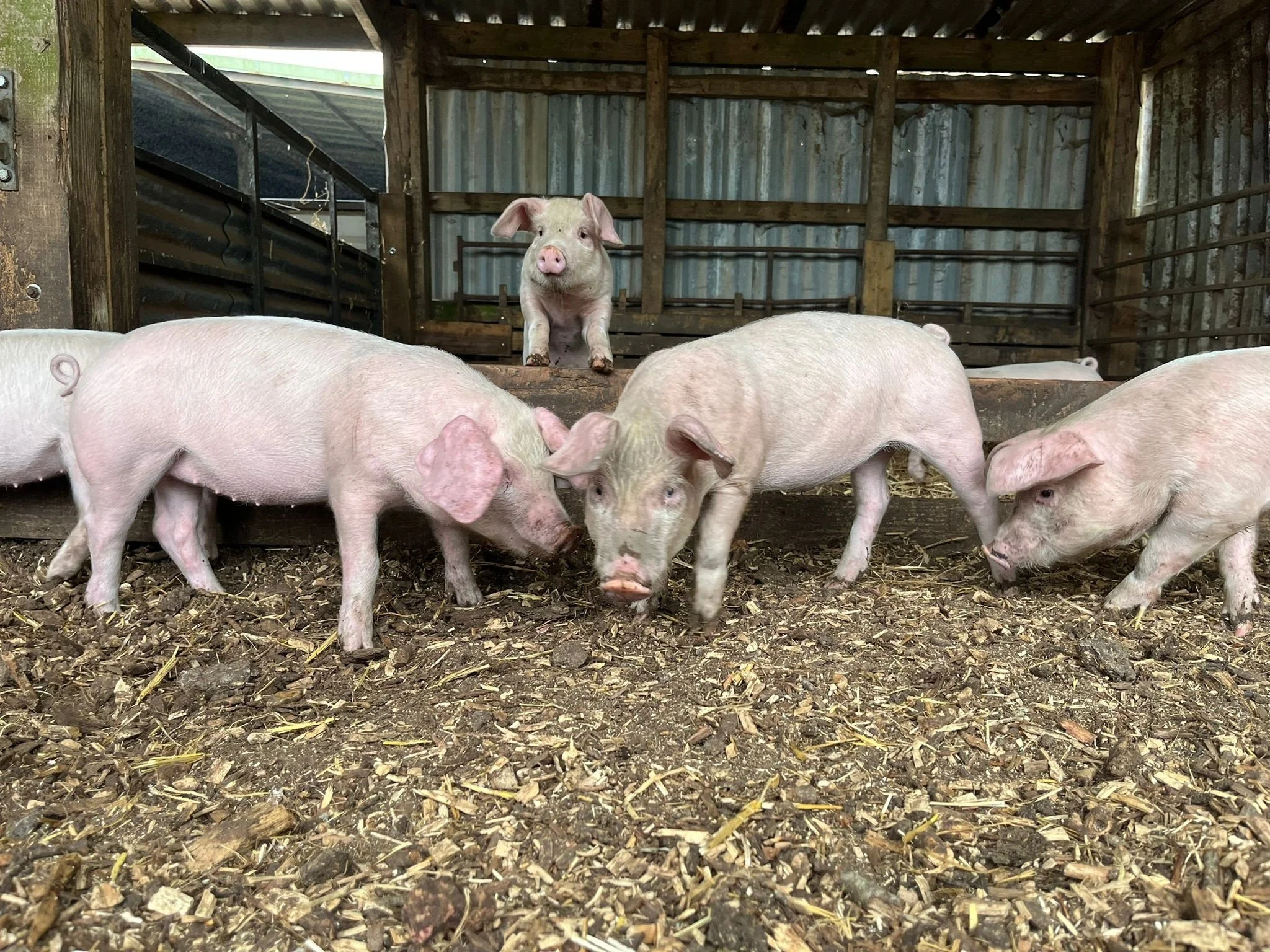 🐷 Oink if you love a new arrival... 🐷

The cutest new residents have landed at Hockey's! ❤️

These gorgeous British Lop piglets arrived yesterday and have already settled in beautifully. Between the snuffling, snoozing and showing off those famous 