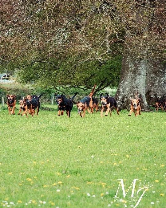 🐾💦 WARNING: You may be slobbered on this Saturday... 💦🐾

The wonderful Wessex Bloodhounds are visiting Hockey's this Saturday between 10am and 1pm and we'd love you to come and meet them!

These gentle giants are full of character, famous for the