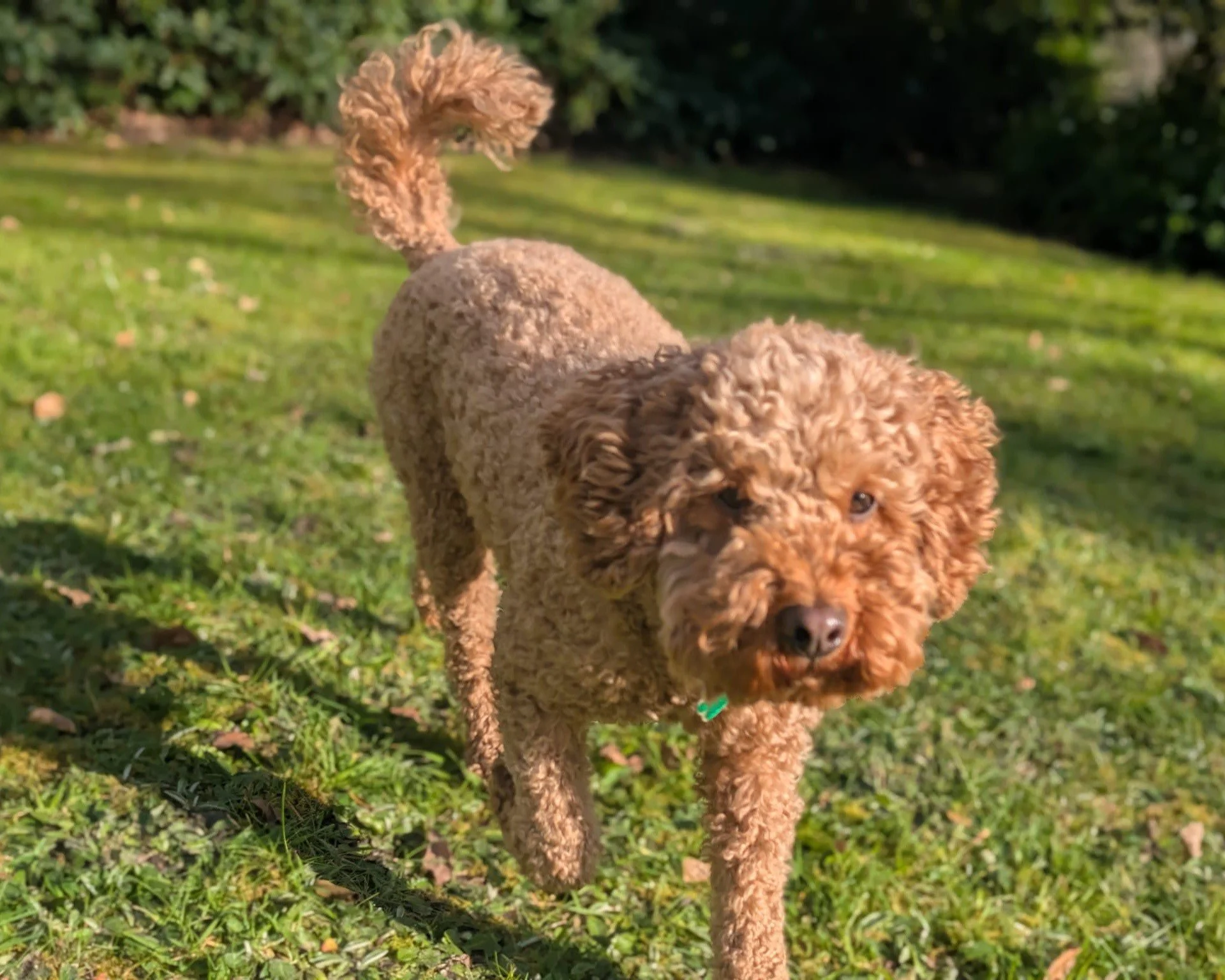 Woof! 🐾

Fresh air. Forest walks. Coffee. 🐶☕🌿

Dogs are always welcome at Hockey's (on a lead, of course!). The only place they can't go is inside the Farm Shop... because our butchery counter is just far too tempting! 😂🥩

After your New Forest 