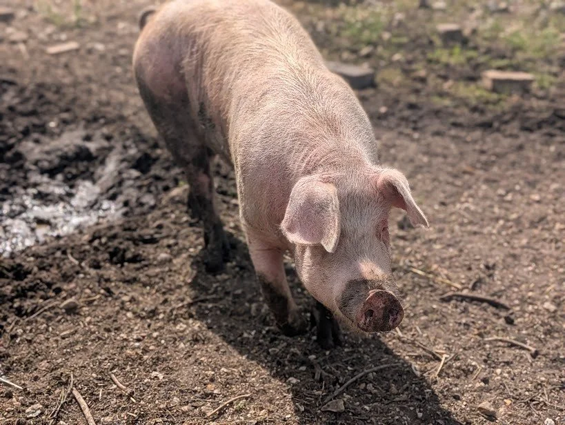 Wow, what a weekend! Thank you to all our fantastic customers and staff who put on a brilliant weekend at Hockey's Farm. We are so grateful to everyone in this community and the wider New Forest. 

We live and work in the most wonderful place.

 #far