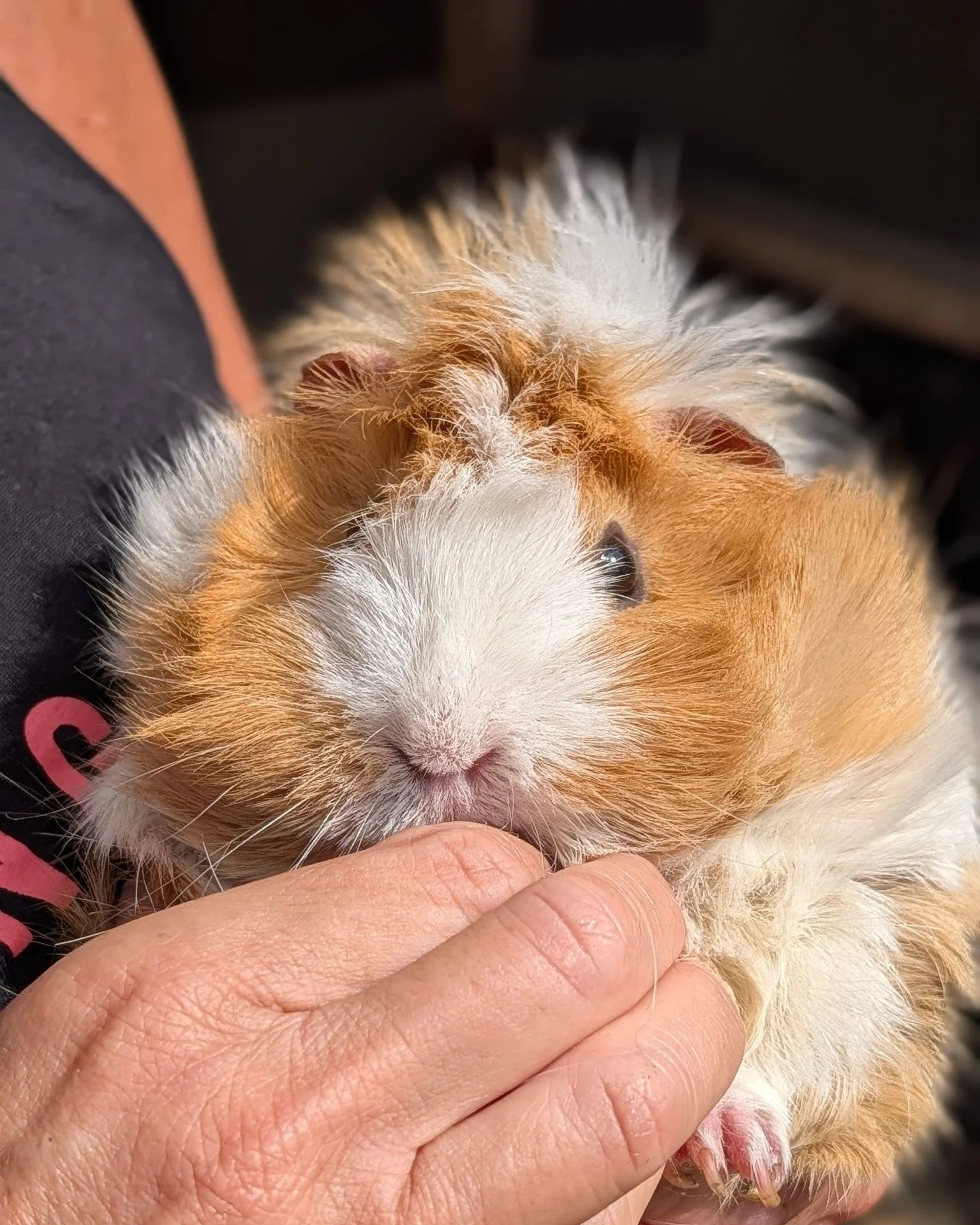 🚨 SUMMER GLOW-UP IN PROGRESS... 🚨 ☀️🐷🦙🐰

The countdown to the school holidays is on, and the Hockey's animals have officially started getting themselves visitor-ready...

✨ Extra pamper sessions
🦙 Fresh trims
🐷 Natural mud spa treatments
🐹 Cu