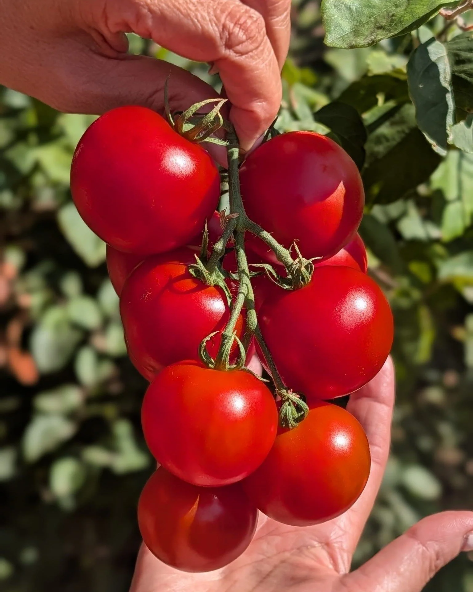 🍅 Sunshine calls for tomatoes that are bursting with flavour... and these beautiful Isle of Wight tomatoes never disappoint! ❤️

Plump, juicy and wonderfully sweet, they're made for simple summer eating.

✨ Pair them with creamy burrata, ripe avocad