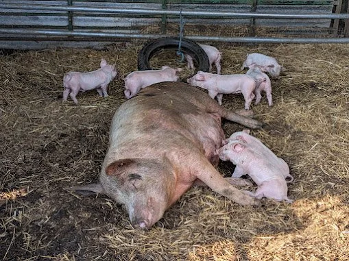 School's Out... Here's Why Hockey's Farm Shop Should Be Top of Your New Forest Summer Holiday List