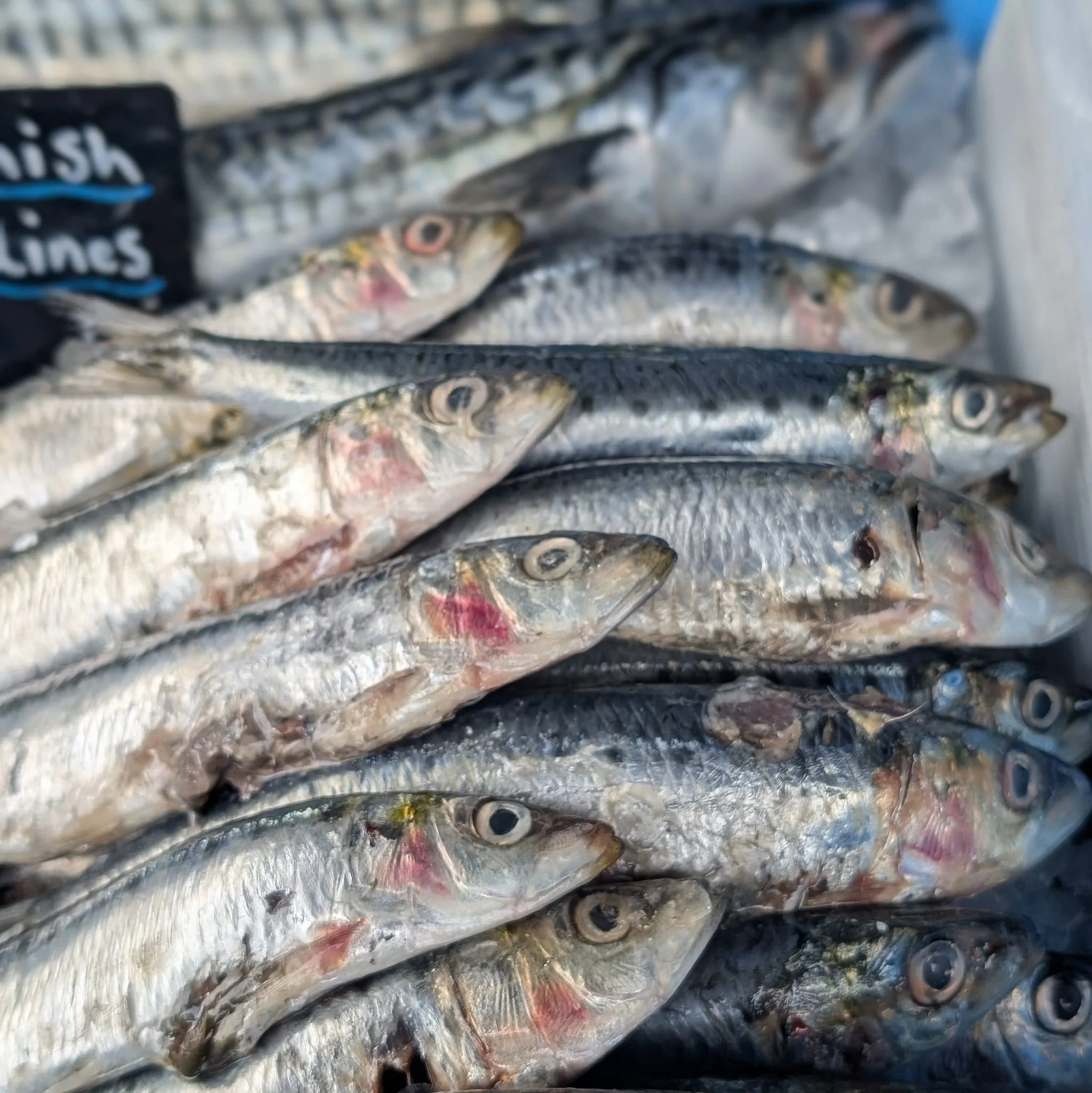 🎣 This is your reminder... The Mobile Fish Company is here today! 🐟

If you're fishing for dinner inspiration, we've got you covered! From beautifully fresh fish to delicious seafood, The Mobile Fish Company will be at Hockey's Farm Shop today and 
