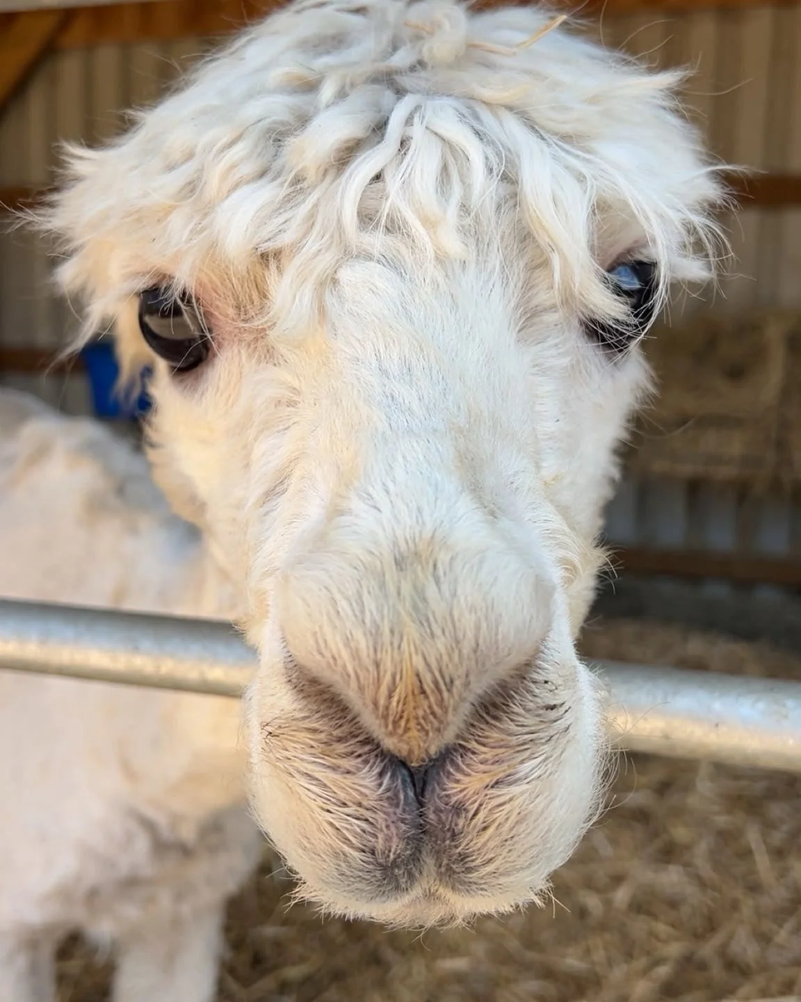 📢 OFFICIAL STATEMENT FROM THE BIGGER RESIDENTS...

The little residents have gone viral...
...and we've been completely stable-ised! 😂

🐴 Long faces. 🦙 Fabulous fringes. 🐐 Maximum mischief. 🫏 Serious star quality.
Move over, little ones... it's