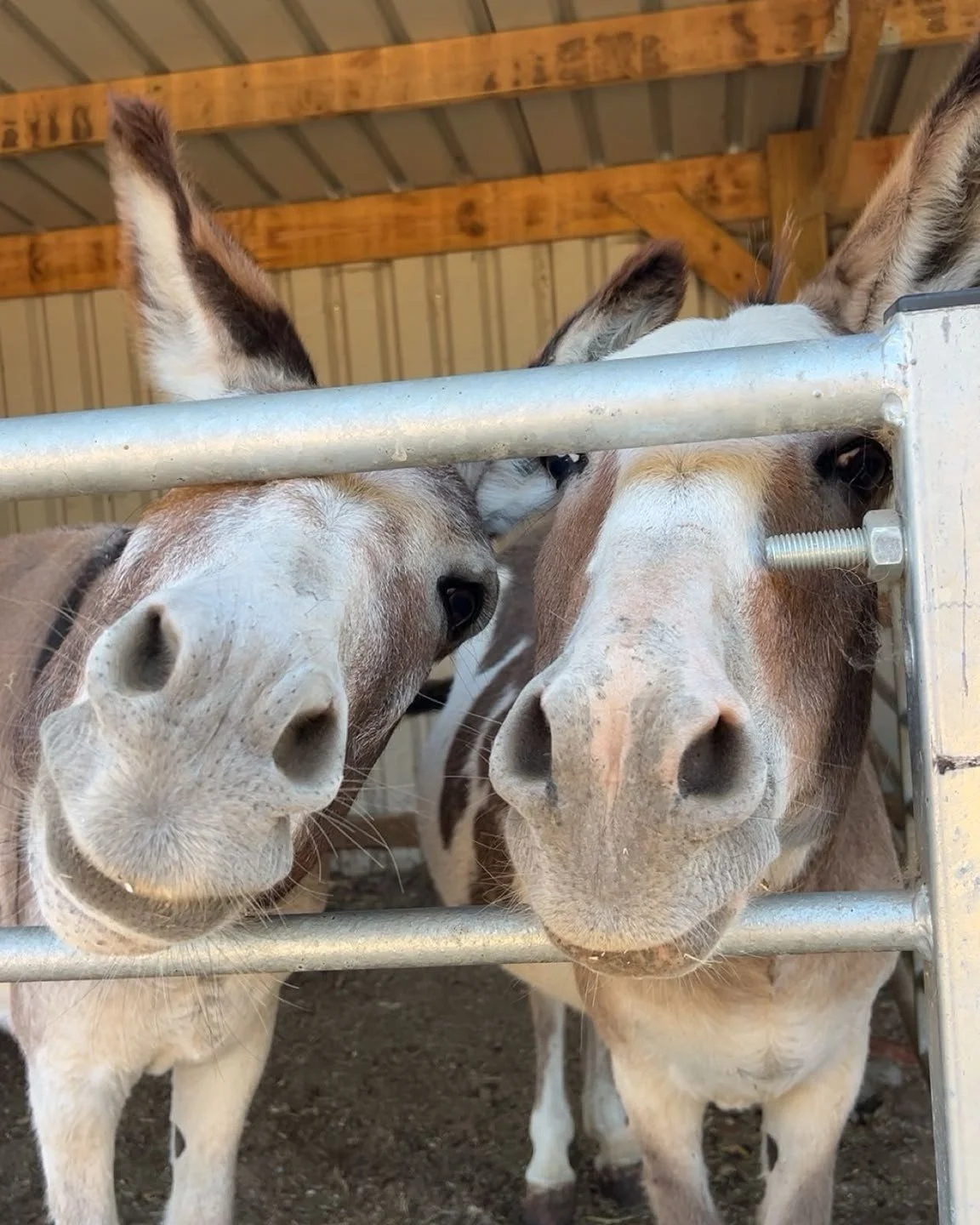 ☀️ Summer holidays with children&hellip;

&ldquo;What are we doing today?&rdquo;
&ldquo;Can I have an ice cream?&rdquo;
&ldquo;Can I have a snack?&rdquo;
&ldquo;What do donkeys eat?&rdquo;
&ldquo;Why do pigs have curly tails?&rdquo;
&ldquo;Why? Why? 