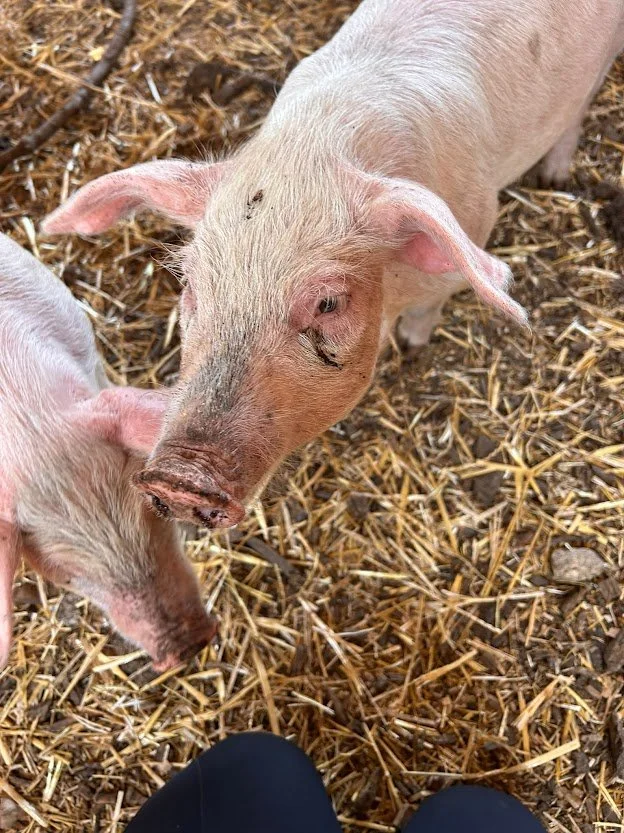 Two Weeks of Summer Left: Make the Most of It at Hockey’s Farm Shop