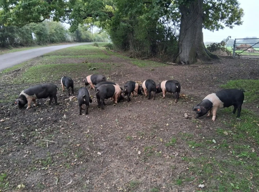 🐖 AN ANCIENT TRADITION. AN EXCEPTIONAL FLAVOUR.

Pannage is one of Britain&rsquo;s oldest farming traditions and here in the New Forest, it remains an important part of autumn life.

During the pannage season, local Commoners release their pigs into