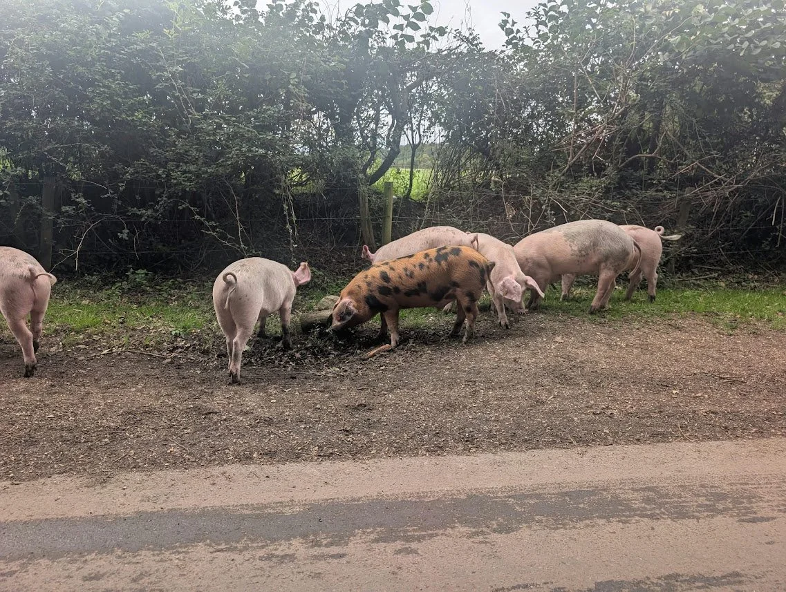 Pannage Begins: An Ancient New Forest Tradition Returns