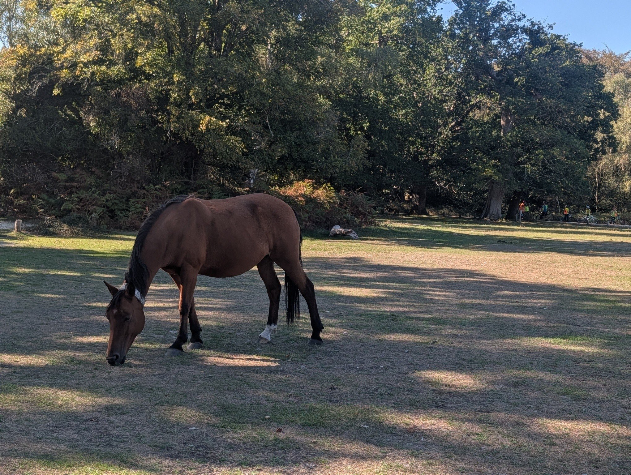 How lucky are we to live in the New Forest? 🌿💚

Ancient woodland, open heathland, wandering ponies and incredible wildlife-  without a doubt, it is one of the most special places in the country.

Did you know the New Forest isn&rsquo;t actually new