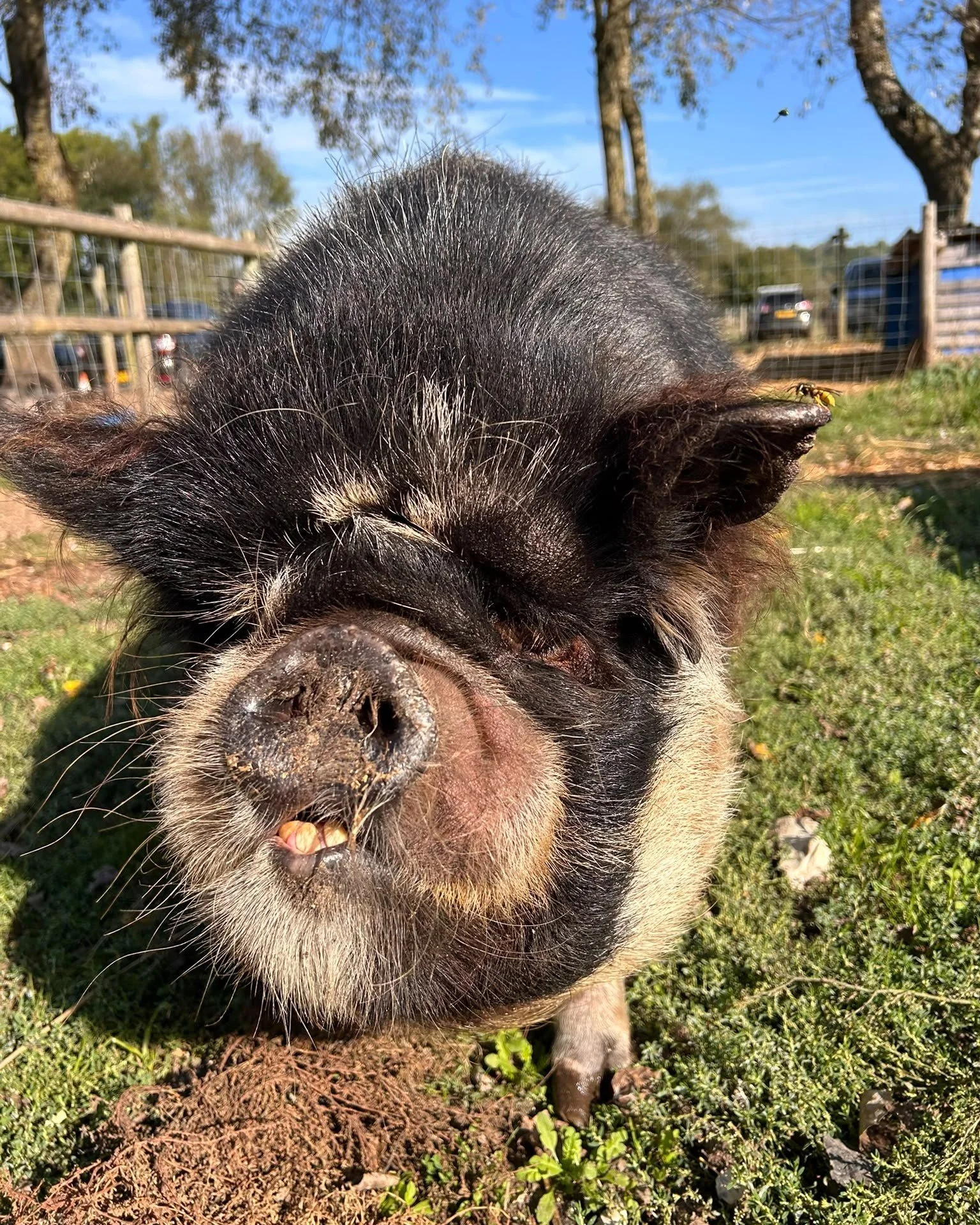 Coffee first. Then see where Saturday takes you. ☕🍰

Breakfast at the Farmyard Cafe, a browse in the Vinery, a visit to the animals and something delicious from the butchery to take home.

Don&rsquo;t forget our sausage rolls &mdash; one-star winner