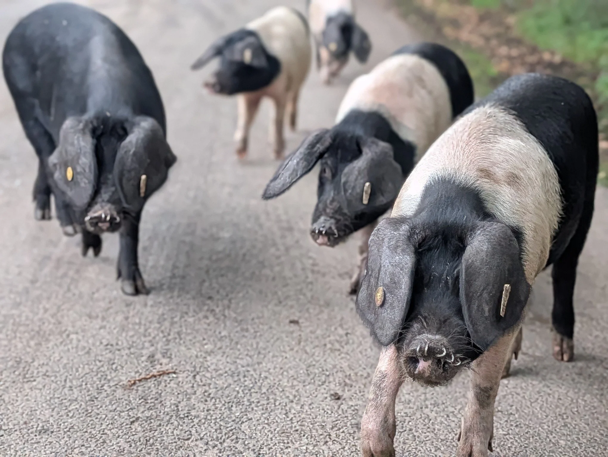🐷 PIG decisions&hellip; breakfast, coffee or cake this Sunday?

Have a little snout around Hockey&rsquo;s, we may even have a welcome party outside. They haven&rsquo;t mastered &ldquo;table for two?&rdquo; but their meet-and-squeak is excellent. 😂?