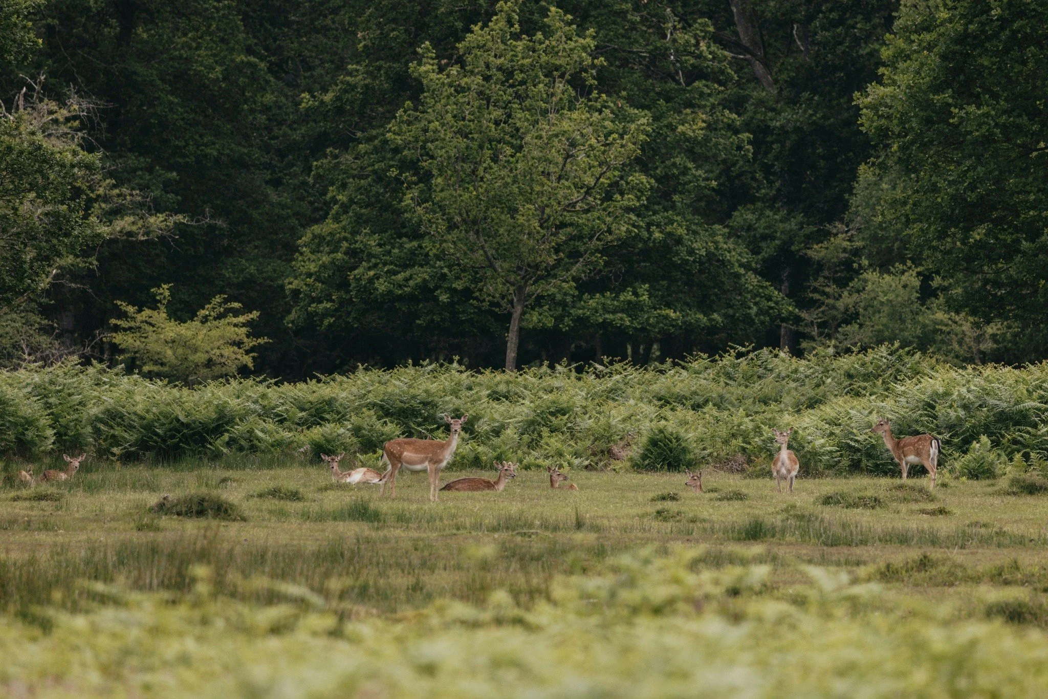 🍳 Breakfast with a side of Forest knowledge! 🌳

Our next Breakfast Walk &amp; Talk is Thursday 29th October, and joining us is Dan Parsons, founder of New Forest Venison.

Passionate about local produce, Dan connects the food on our plates with the