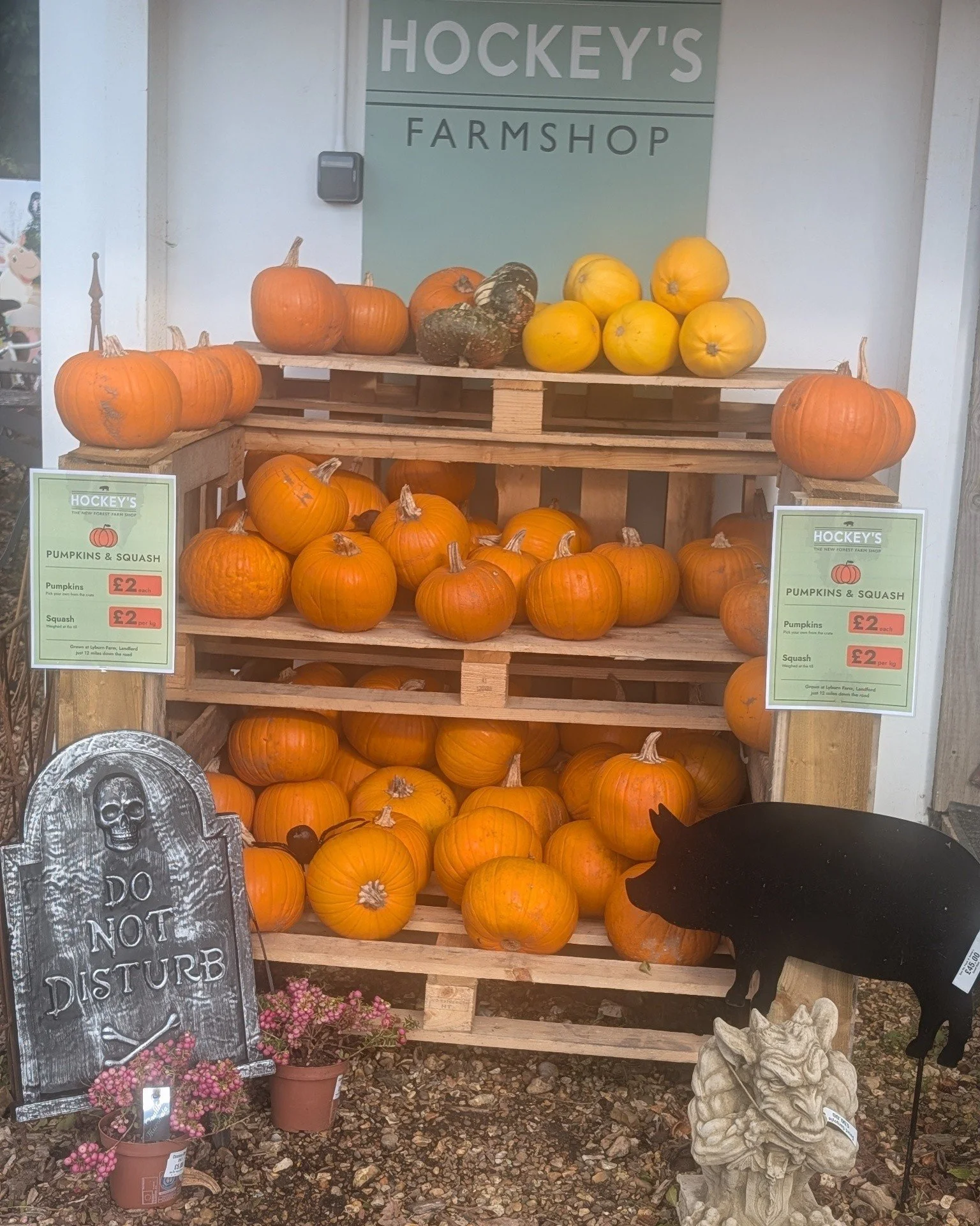 🎃 Less scooping, more spooking! 🎨👻

Calling all little pumpkin painters! Join us on Tuesday 27th October for a colourful morning in the Hockey&rsquo;s polytunnel.

Pick a pumpkin, paint it your way and take it home to show off. Will you go spooky,
