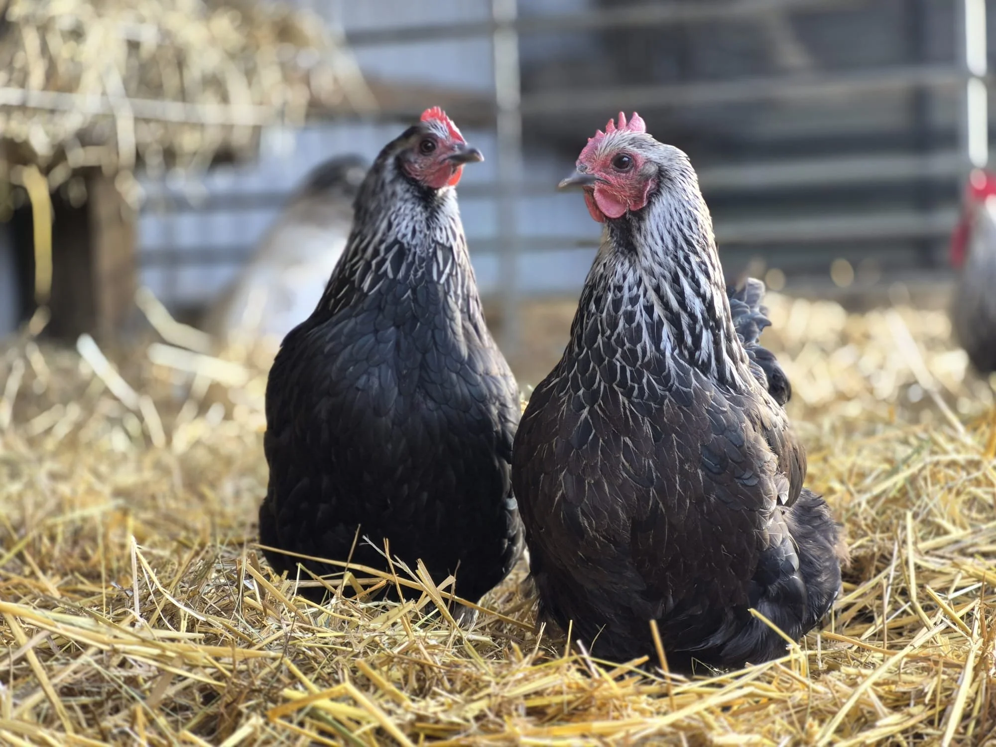 Pair_chickens_farm_hockeys.jpg