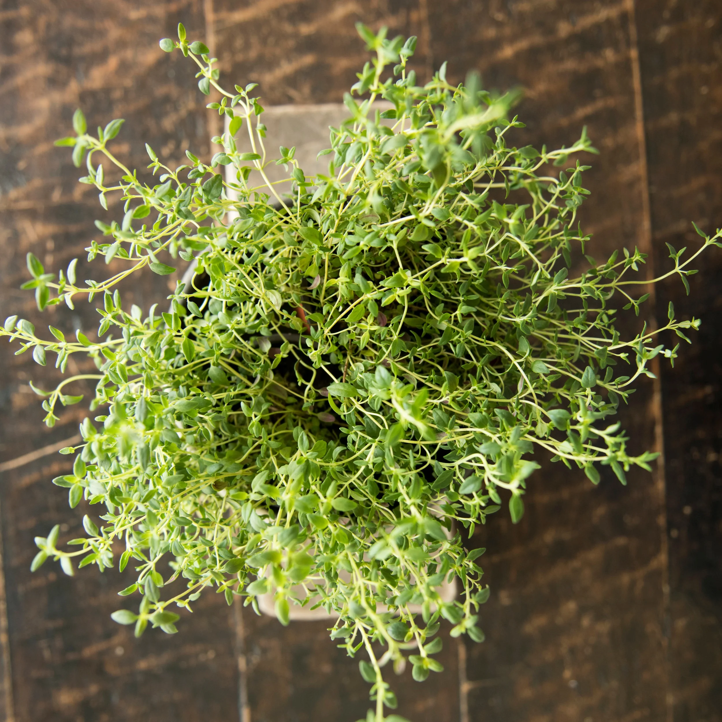 eternal_radiance_ayurveda_bacopa_topview.jpg