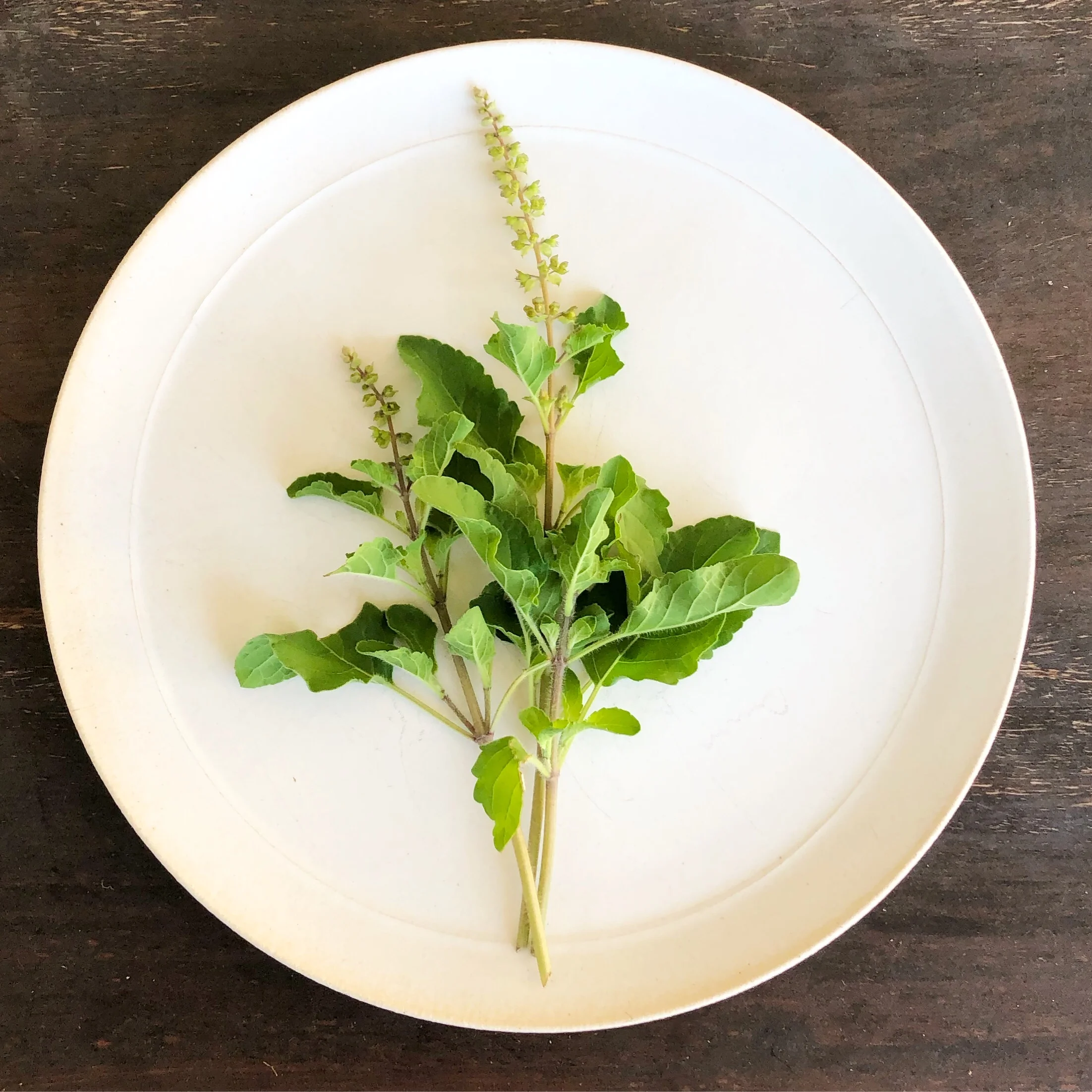 Eternal_radiance_ayurveda_tulsi_plate.jpeg