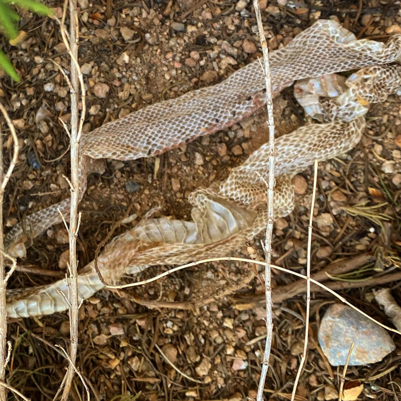 What do you think it means to find a snakeskin at home?

Spiritual omen?
Good luck?
Starting a new chapter in life?
Shedding the past?
Financial abundance?
Protection?
Good health?
Or just a snake naturally enjoying it&rsquo;s new skin?
#nimita