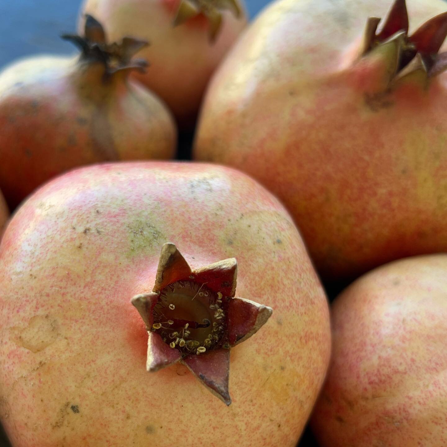 Pomegranate Harvest Time!

#pomegranate #pittabalance #backyardgarden