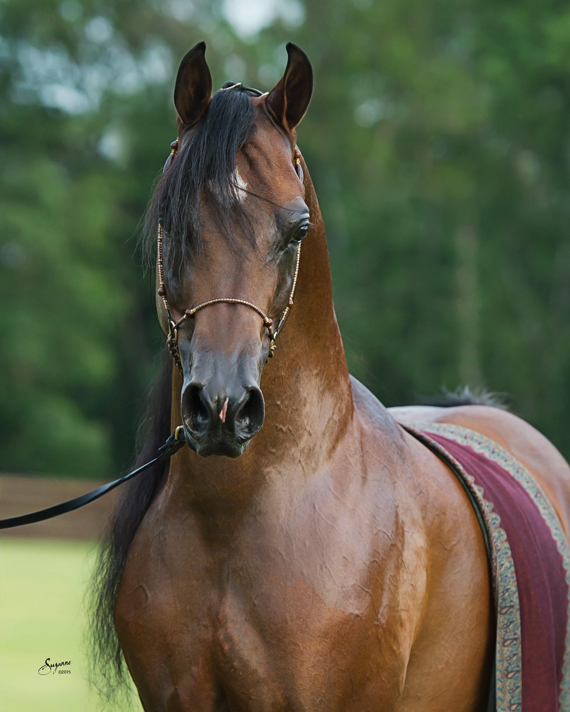 majestico0711-15-7721.jpg