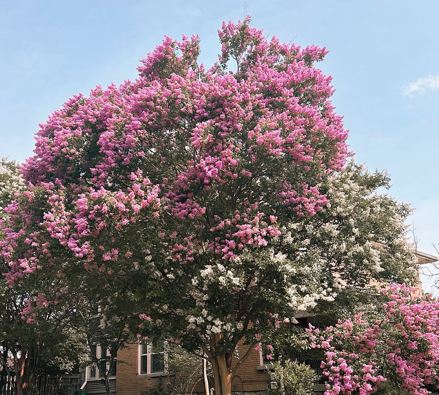 An urban neighborhood we may be, but a simple walk through our Belmont-Hillsboro streets can be as lovely, inspiring and meditative as a stroll in the country. 

Thank you to all of our neighbors who cultivate such beautiful landscapes. 

Send us you