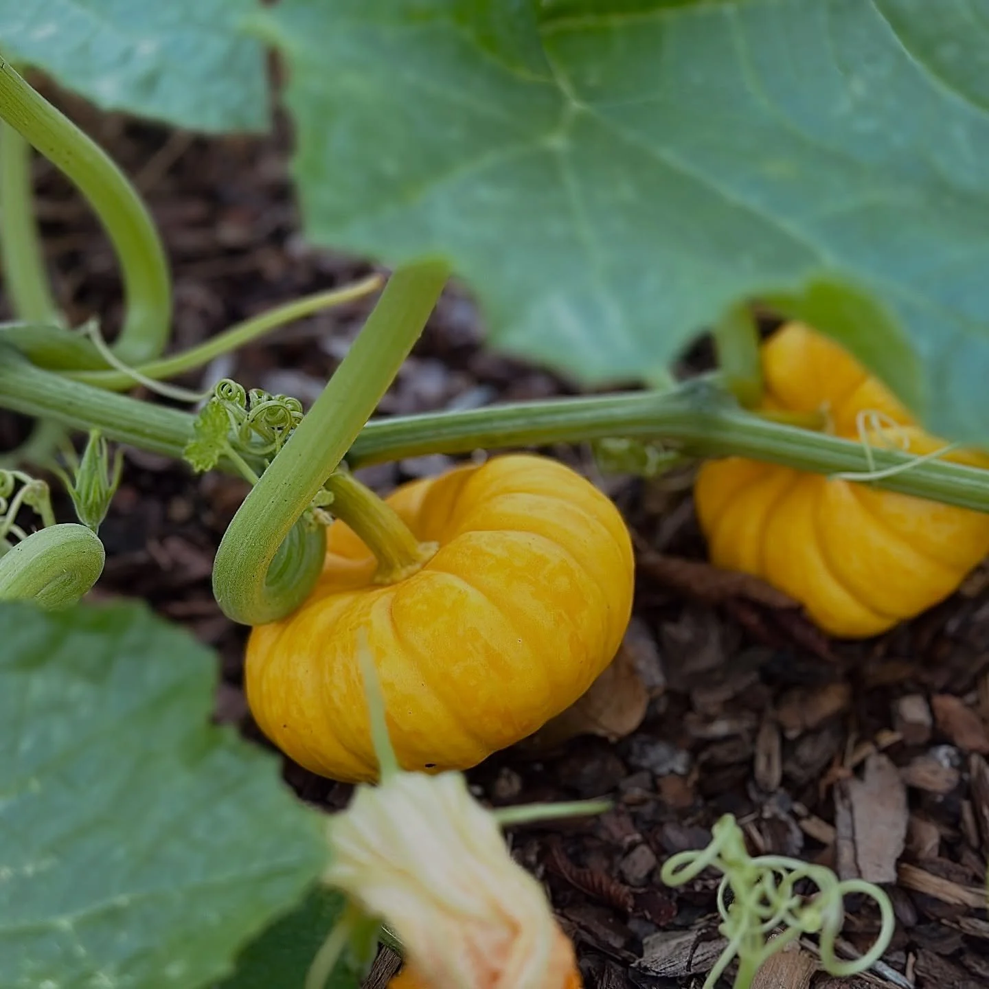 🎶Let&rsquo;s give &lsquo;em pumpkin to talk about&hellip;🎶

We are loving the signs of fall that are popping up around the neighborhood! Thank you to @kimperrettstylist, BHN neighbor and music industry stylist, for bringing us bit of joy with these