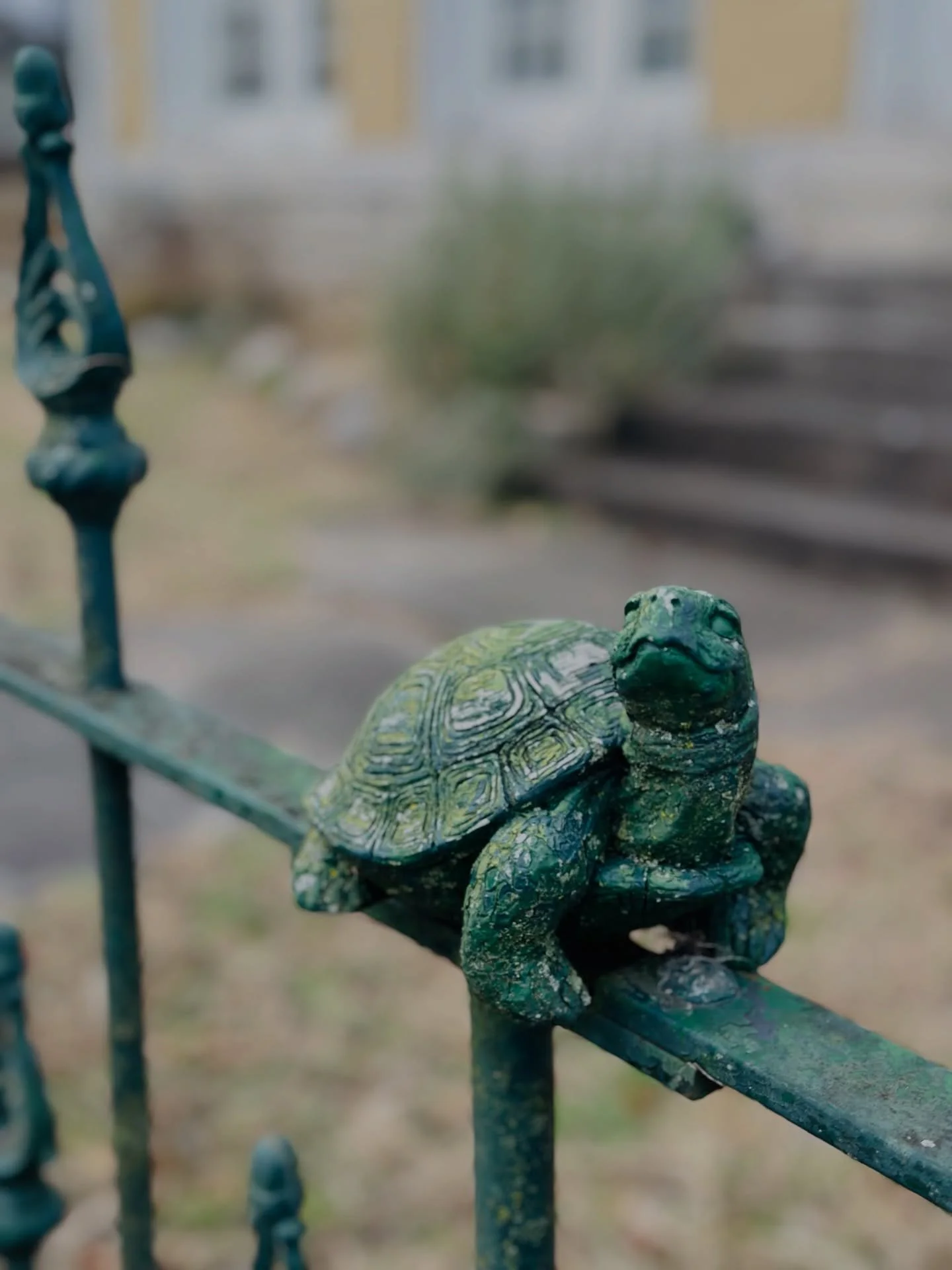 🐢 Around the Neighborhood 🐢

A favorite fence moment. Truly, the most delightful one around. 

Have a great weekend, neighbors! 

#nashville #iron #outdoor #design #belmonthillsboro