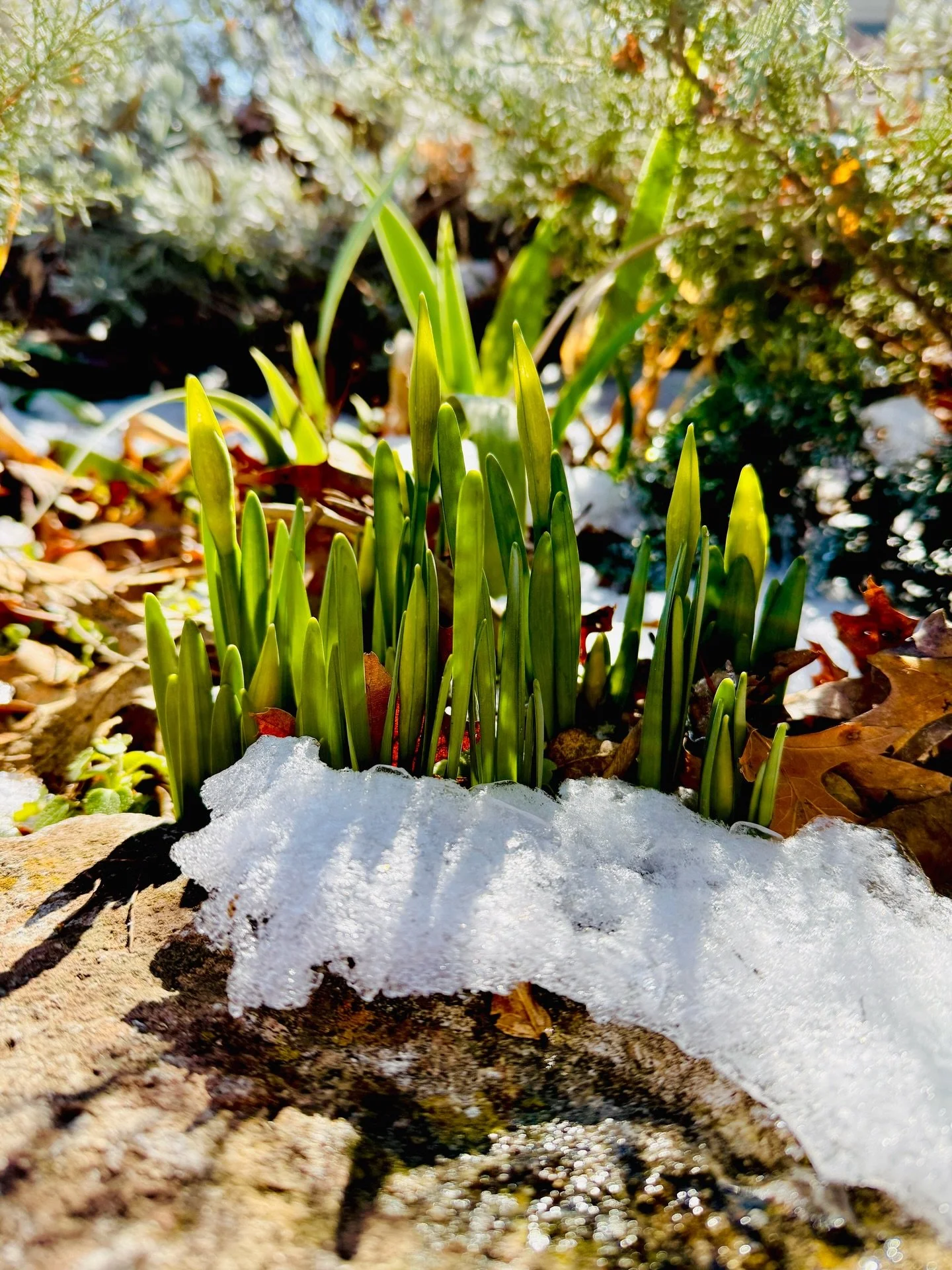 Spring is 46 Days and 20 Hours away. We promise, the thaw is coming. Power is getting restored, streets are getting cleared. We lost hundreds of neighborhood trees and a lot of people are hurting. We have a long way to go to recover, but we will. We 