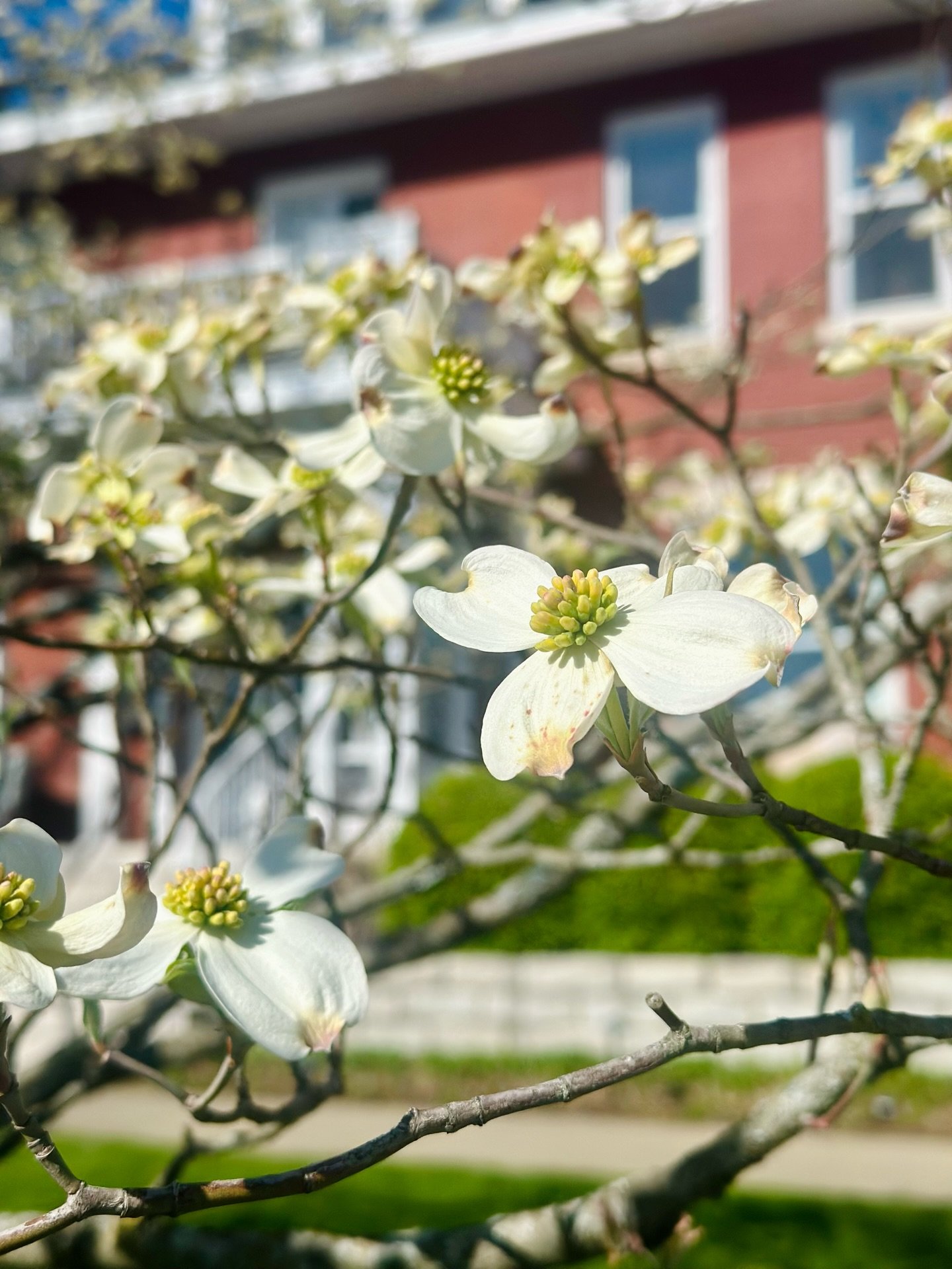 It&rsquo;s a beautiful (chilly) day in the neighborhood. 

#spring #nashville #belmonthillsboro