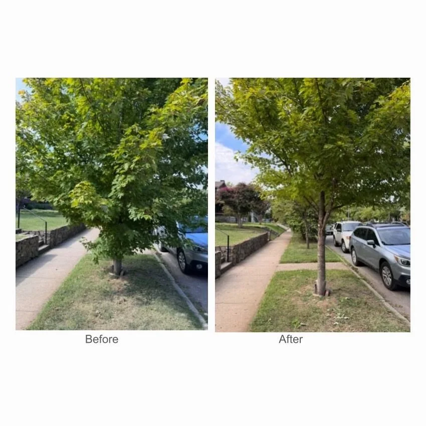 BHN&rsquo;s Wood For the Hood Happy Hour is less than two weeks away! These photos are just a few examples of planting and maintenance that is funded by the BHN Tree Canopy Program and past Wood For the Hood fundraisers. 

WHAT size and kinds of tree