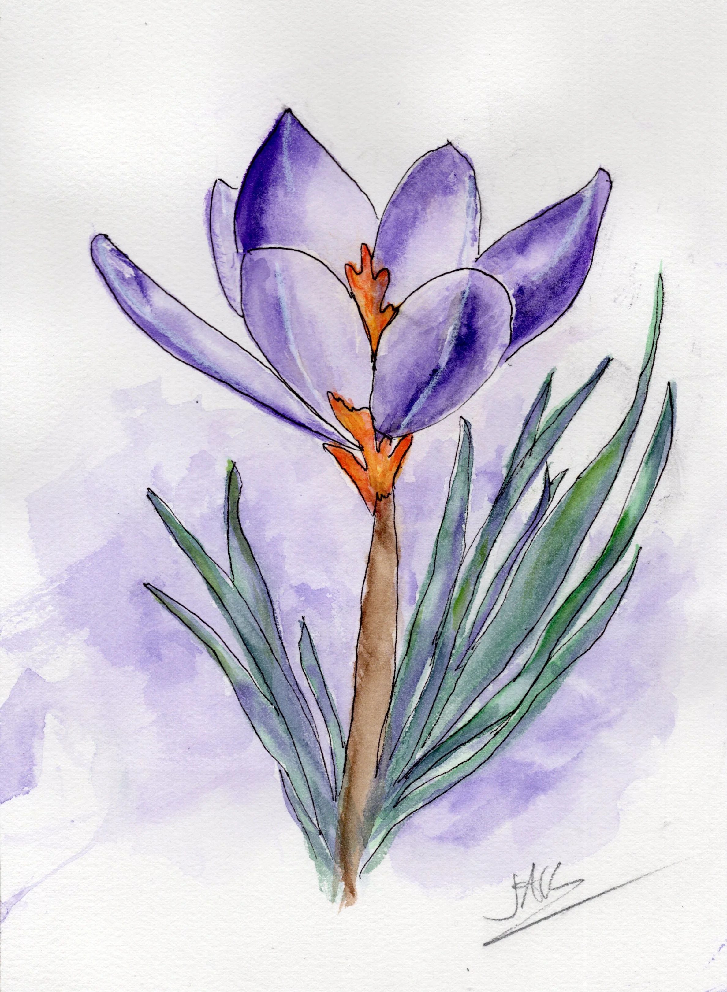 crocus.jpg