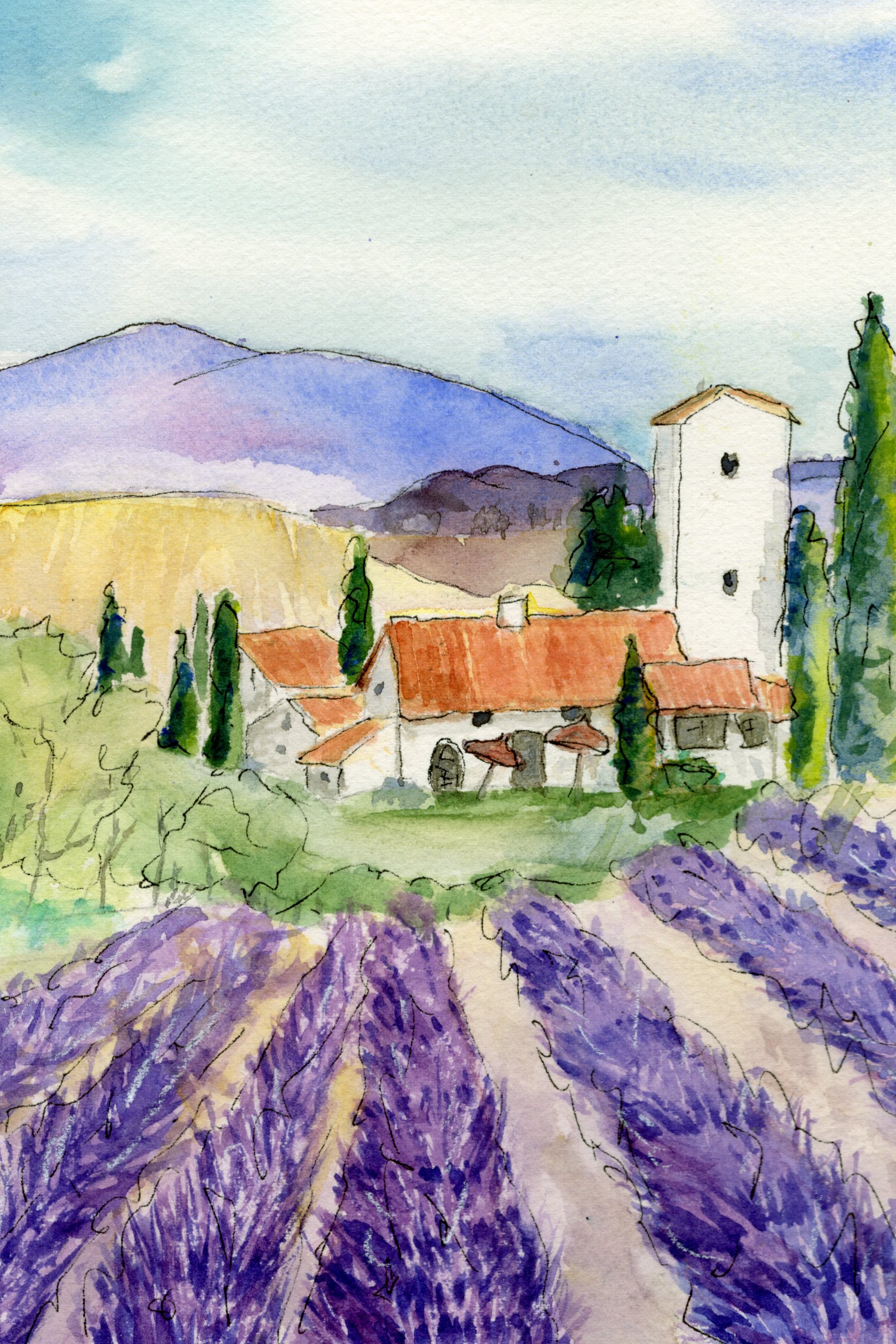 lavender field.jpg